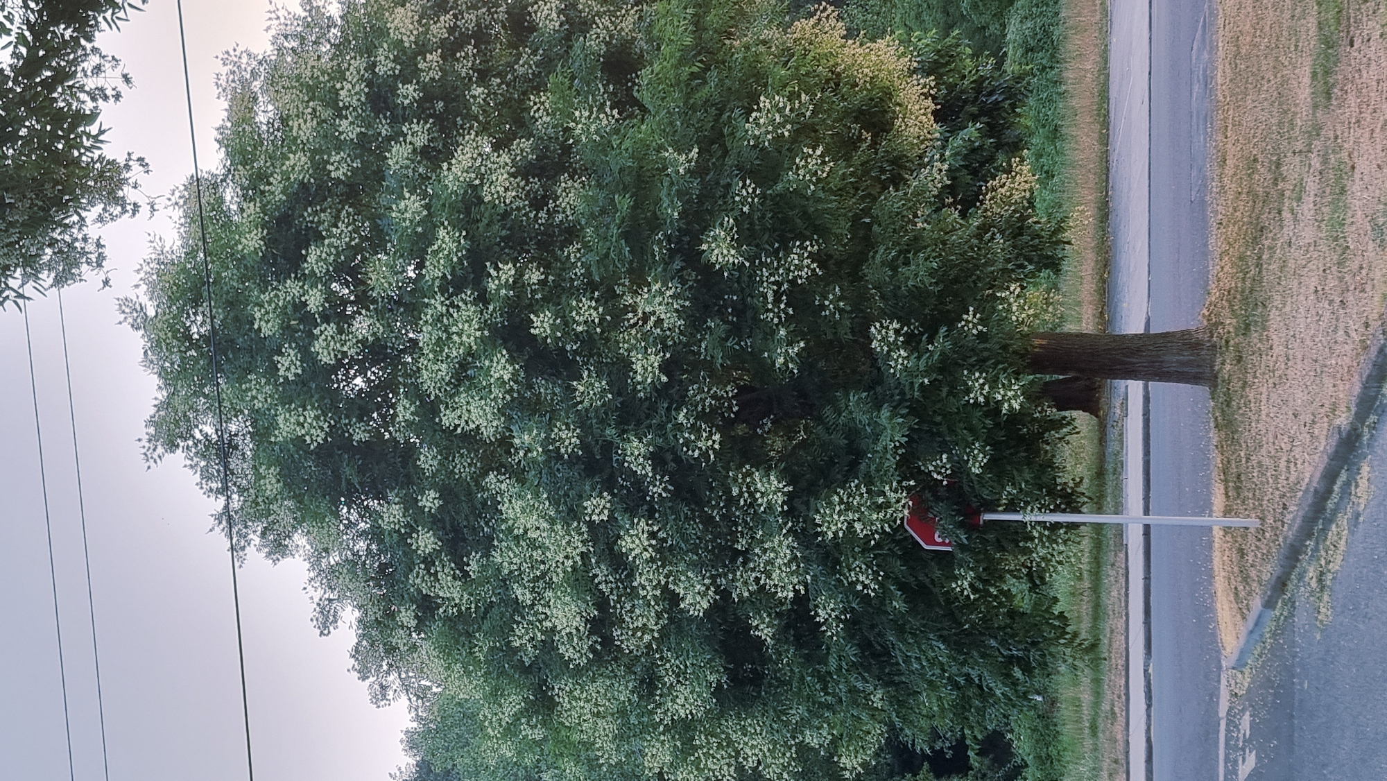 A large tree with a full canopy of dark green leaves and clusters of small white flowers stands beside a paved road. A white pole with a red octagonal sign is positioned in front of the tree. The tree is located on a patch of dry grass, bordering the road. In the background, there is more foliage and vegetation. The sky above is a pale, hazy blue. The scene appears to be in an outdoor urban or suburban setting. The provided information states this location is in La Canya, Spain, though this specific detail is not visually evident from the image itself.