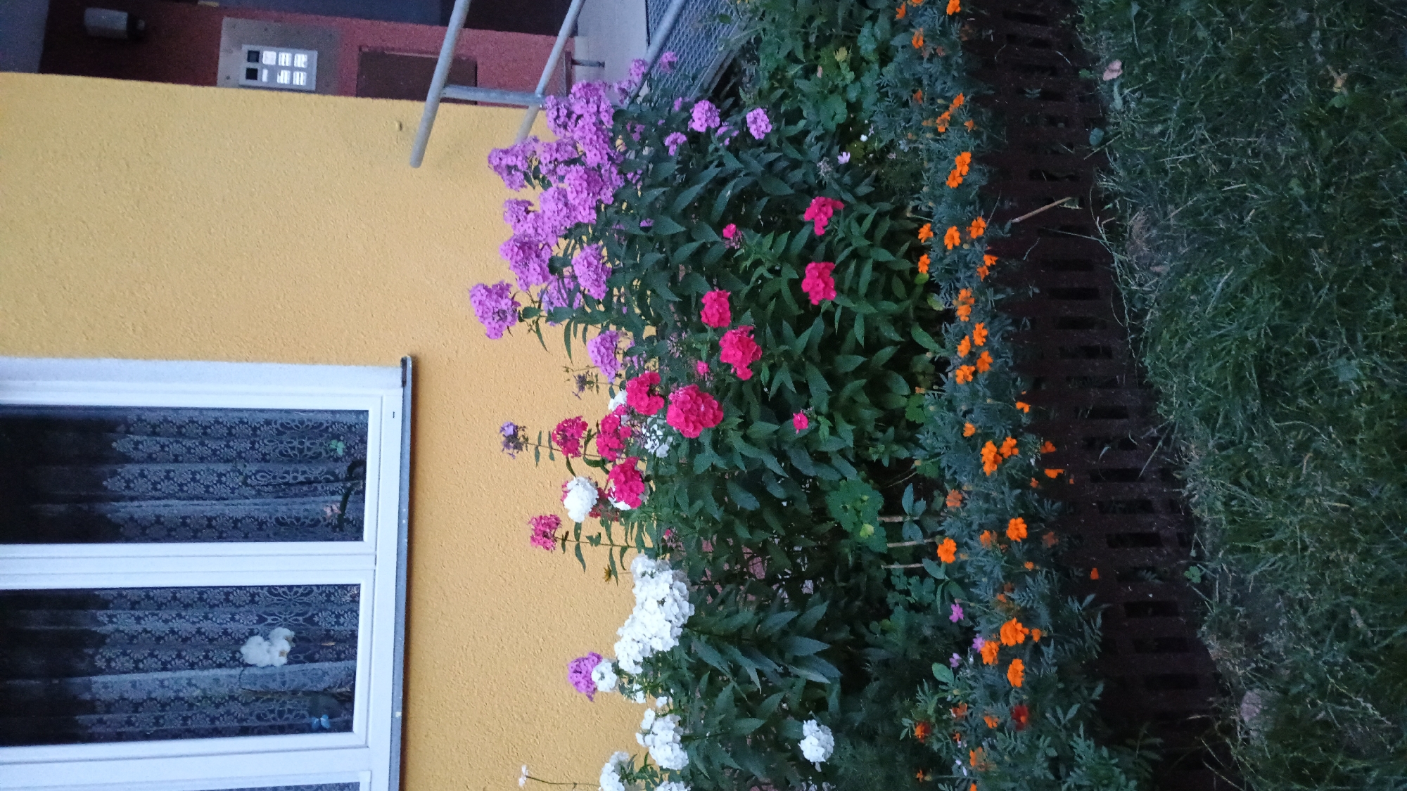 The image depicts a garden bed located in front of a yellow building with a white-framed window. The garden features a variety of flowers, including white, pink, and purple phlox, as well as small orange flowers, possibly marigolds, in the foreground. A low, dark wooden fence separates the flower bed from the grassy area. The building appears to be residential or commercial, with a glimpse of an intercom system and a railing to the right. The scene is set in the city of Sokolov, Czechia. There are no people visible in the image.