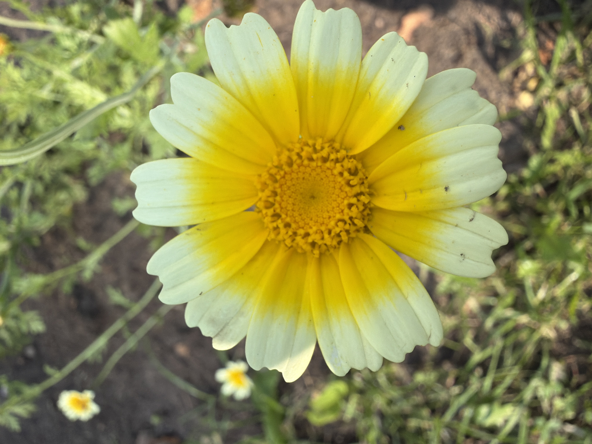 A close-up shot features a single daisy-like flower, its petals transitioning from bright yellow at the center to white at the tips. The flower is in focus, set against a blurred background of green foliage and dark soil, suggesting an outdoor setting. Two smaller, out-of-focus daisies are visible in the background. The image does not contain any identifiable landmarks or features that would suggest a specific location within Imeni Vorovskogo, Russia.
