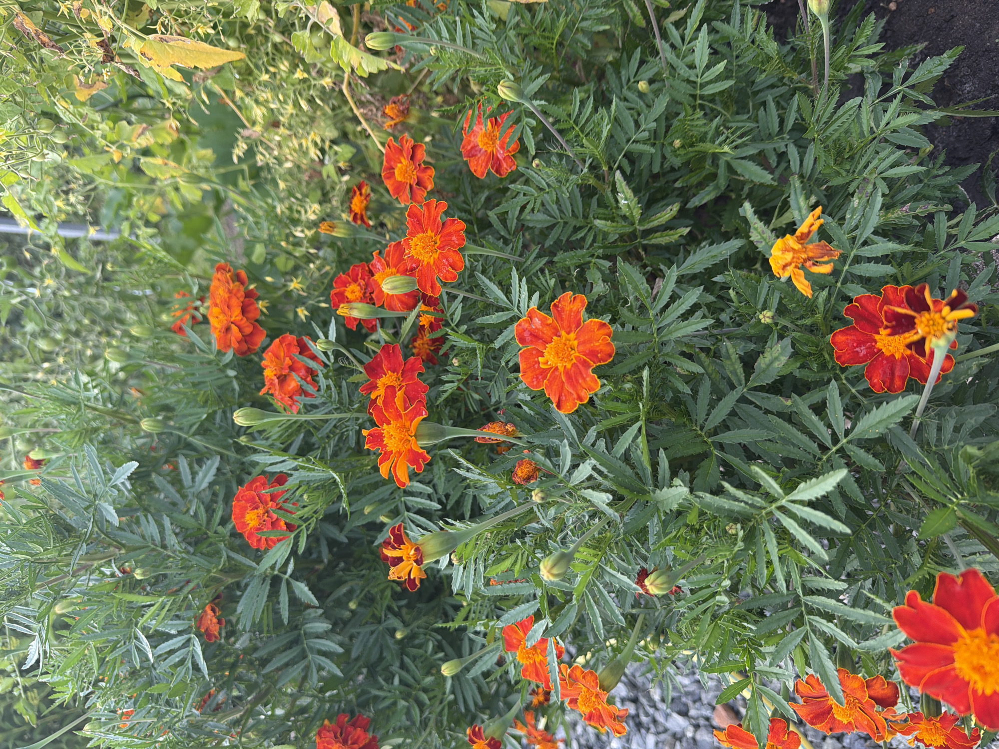 A close-up, vertical, eye-level shot captures a dense cluster of vibrant marigolds, their orange and red petals bursting with color against a backdrop of lush green foliage. The flowers are in various stages of bloom, with some fully open and others still in bud. The intricate details of the petals and the feathery texture of the leaves are clearly visible. In the background, hints of other plants and a blurry, gray gravel path suggest an outdoor garden setting. The lighting suggests it is daytime, with soft shadows indicating overcast conditions or the shade of taller plants. The overall impression is one of natural beauty and abundance, characteristic of a well-tended garden. The image provides no explicit information about its location within Bayreuth, Germany.