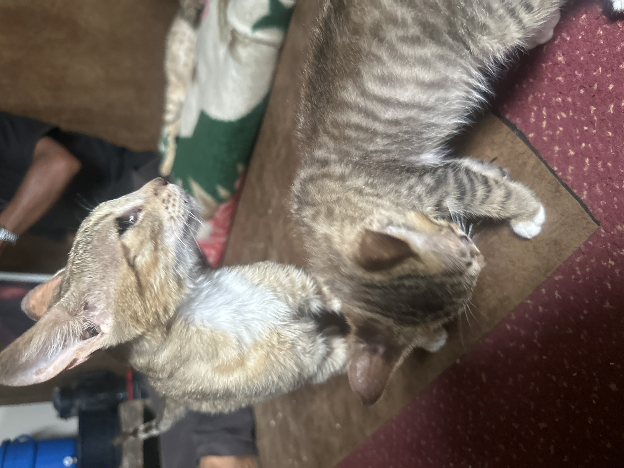 In Jos, Nigeria, two tabby kittens are on a brown surface, one standing and looking to the right, the other lying down with its head bowed. The standing kitten has large ears and a light-colored chest. The kitten on the ground has striped fur and white paws. In the background, a person in a dark t-shirt is visible, and a blanket with green and white patterns is draped over a couch. The environment appears to be indoors, possibly a living room.