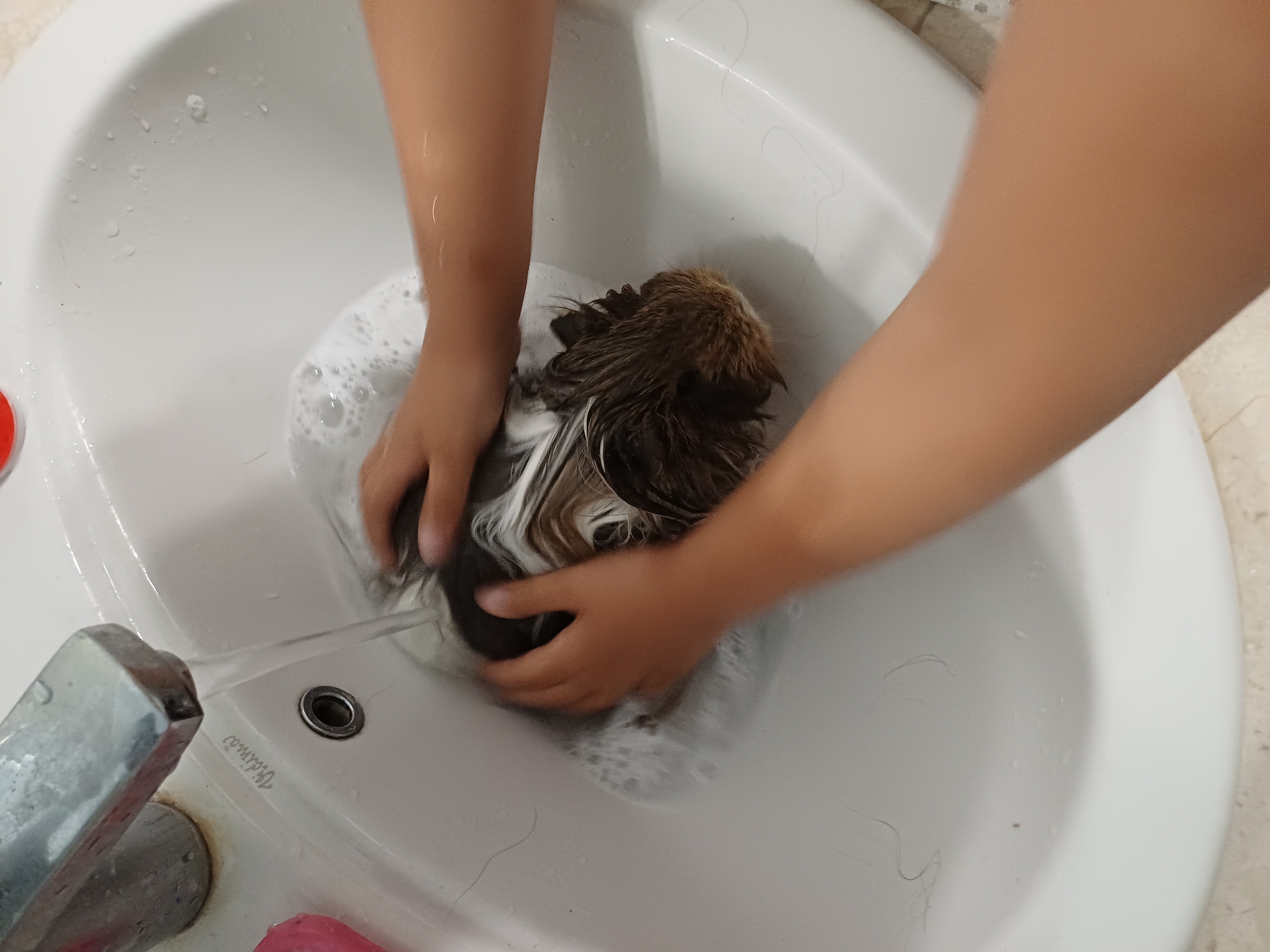 A person is washing a guinea pig in a white sink. The guinea pig is wet and soapy, and its fur is matted. The person is using their hands to lather the guinea pig with soap and rinse it with water from the faucet. The sink is filled with water and bubbles. There is a chrome faucet in the foreground. The sink is in a bathroom, with tiled flooring visible. The lighting suggests it is daytime. The overall scene is domestic and focused on animal care.