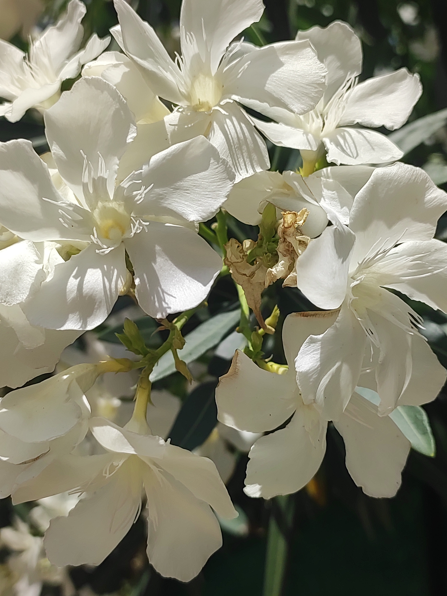 The image shows a close-up of several white oleander flowers. The flowers are in various stages of bloom, with some fully open and others still budding. The petals are delicate and translucent, with visible veins and stamens. The background is a blur of green foliage and dark shadows, suggesting an outdoor setting. There are no people visible in the image, and the focus is entirely on the flowers. The scene appears to be from a garden or natural area.