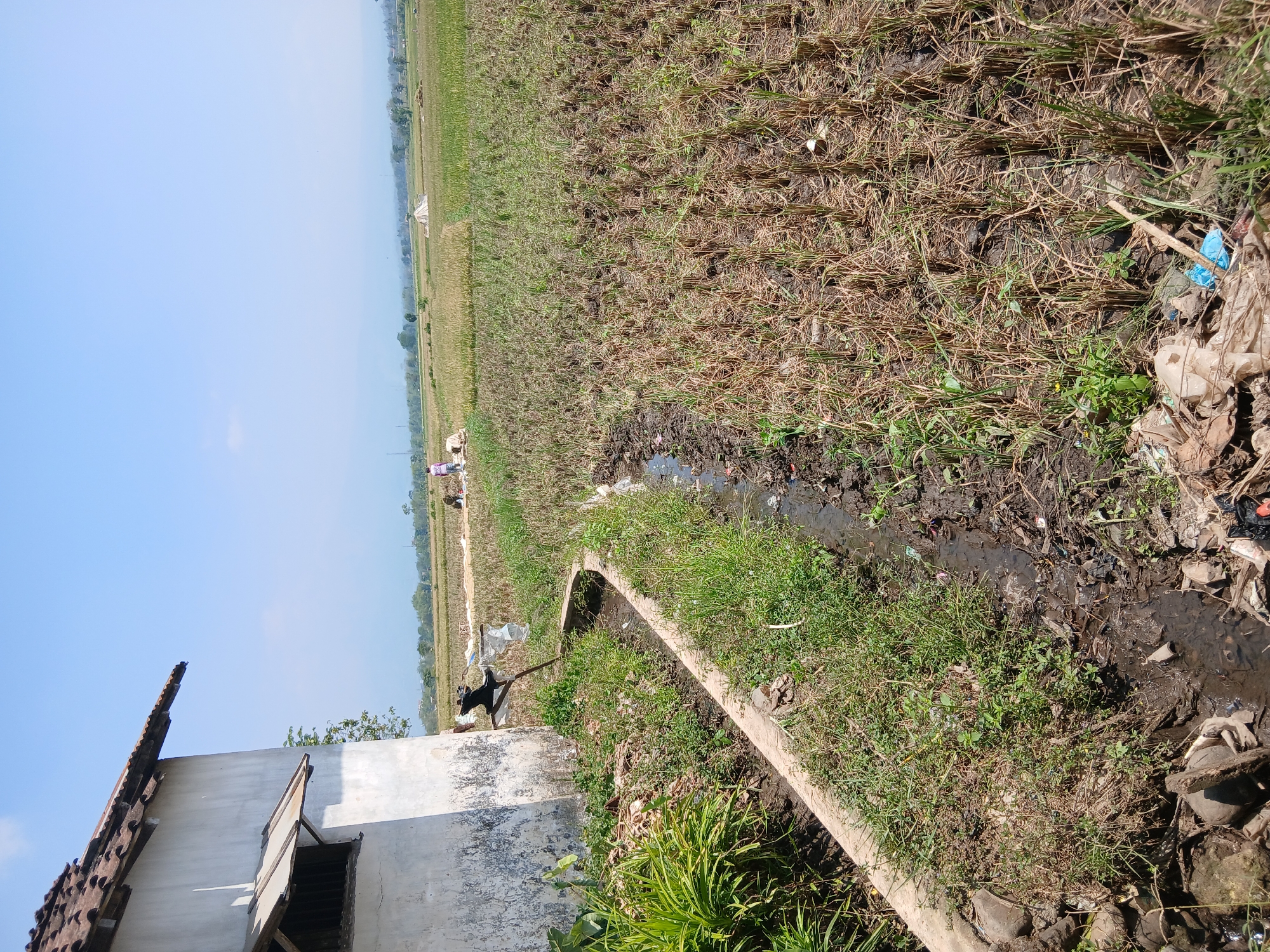 The image depicts a rural landscape in Tenggarang, Indonesia, under a clear blue sky. In the foreground, a white building with a tiled roof is visible on the left. Adjacent to the building, a concrete drainage ditch filled with muddy water and overgrown with grass runs towards the right. The ditch is bordered by a field of dry, stubbled rice stalks, indicating a post-harvest period. Several people are faintly visible in the distance, engaged in activities within the agricultural fields. One person, wearing a pink shirt, appears to be walking. The background consists of more fields, trees, and a distant mountainous horizon. The overall scene conveys a sense of agricultural activity in a rural Indonesian setting.