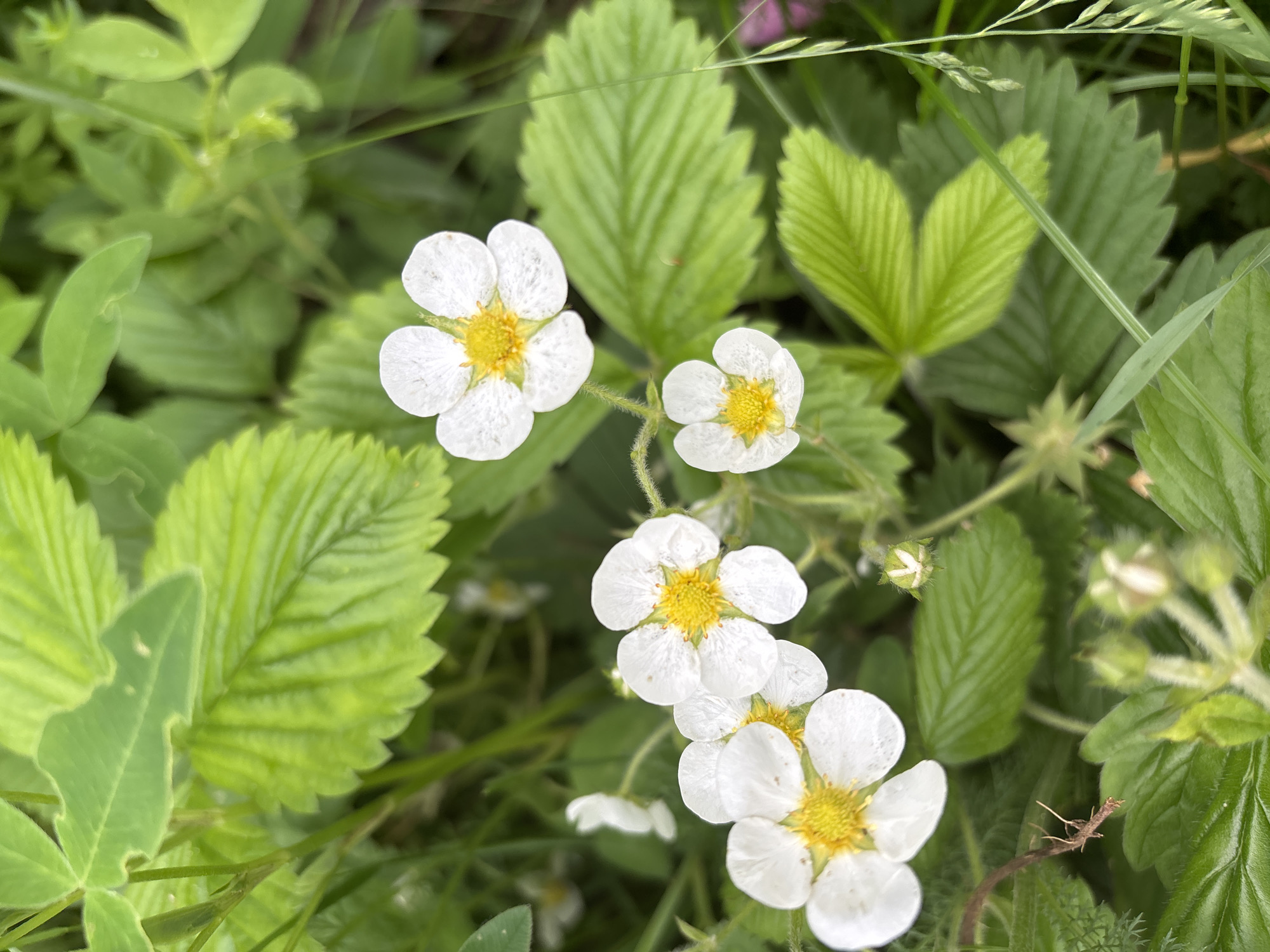 A close-up, high-angle shot focuses on several white wild strawberry flowers with yellow centers, surrounded by lush green foliage and grass. The flowers are the primary subjects, with their delicate petals and distinct centers. The leaves of the strawberry plants are visible, characterized by their serrated edges and ribbed texture. Other green plants and blades of grass fill the background, creating a natural and somewhat wild environment. The lighting suggests it is daytime, likely outdoors in a natural setting. No people or man-made structures are present in the image. The scene appears to be a natural landscape within the city of Kurgan, Russia, likely a park or a less manicured green space where wild strawberries might grow.