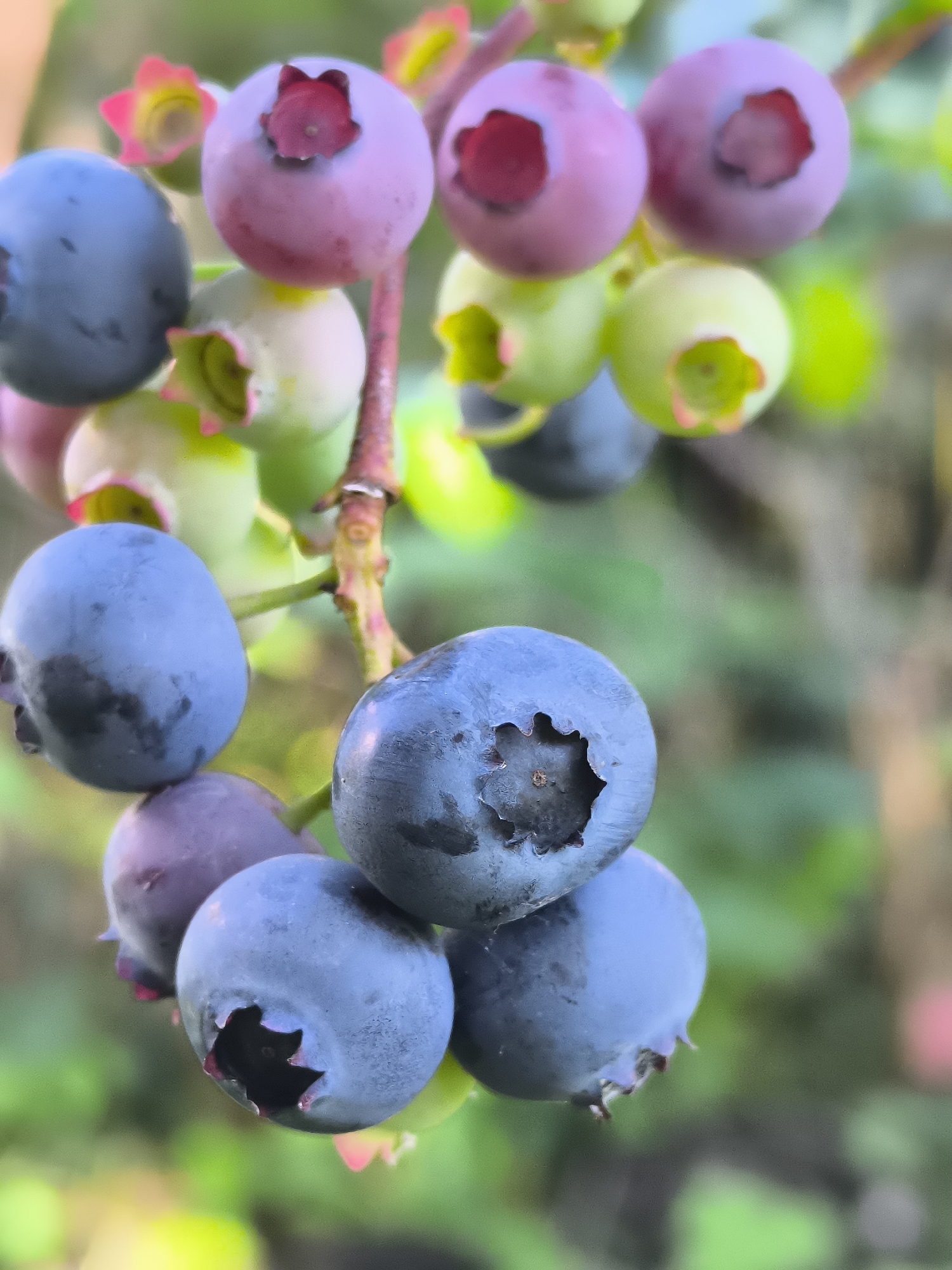 The image is a close-up shot of a cluster of blueberries on a branch, with a shallow depth of field creating a blurred green background. The blueberries are in various stages of ripeness, ranging from green to purple to deep blue. Some of the blueberries have a powdery bloom on their surface, characteristic of ripe fruit. The branch is thin and reddish-brown, with small leaves and some remnants of pink blossoms visible. The lighting appears to be natural, possibly from an overcast sky or diffused sunlight, casting soft shadows on the berries. There are no people or man-made structures visible in the image. The overall impression is one of fresh, natural growth. There is no information in the image that could indicate a location in the city of Dercekliai, Lithuania.