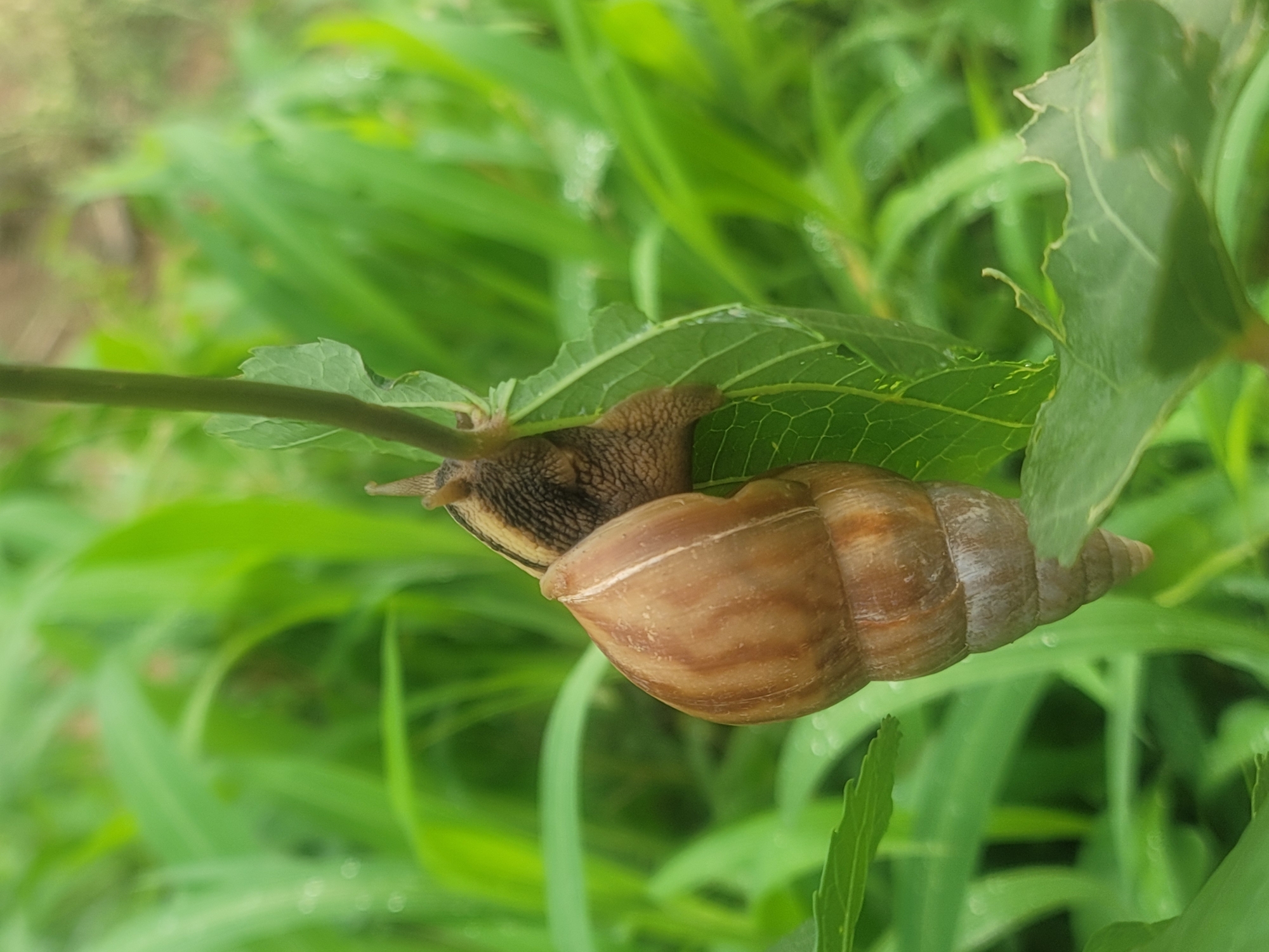 A snail is perched on a leaf, its shell prominently displayed. The background consists of lush green foliage, blurring in the distance. The location is assumed to be Barakin Akawo, Nigeria. There are no people visible.