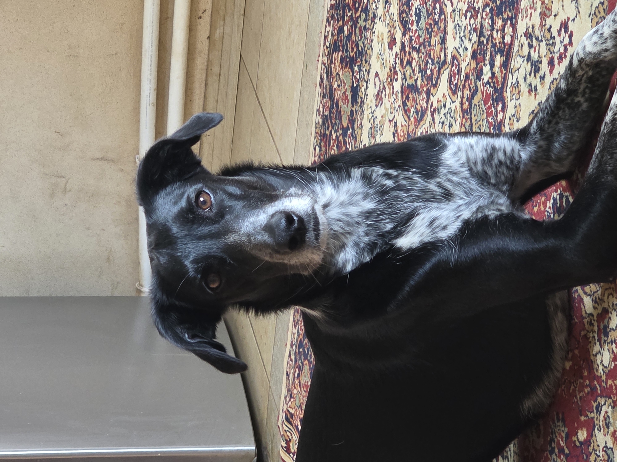 A medium shot captures a black and white dog lying down on a patterned rug. The dog has large, expressive brown eyes, pointed ears, and a white blaze on its chest. Its fur is mostly black, with patches of white and grey on its face and legs. The dog is looking directly at the camera. In the background, a beige wall with some horizontal pipes is visible, as well as a portion of a large, silver appliance, possibly a refrigerator. The rug features a traditional oriental design with red, blue, and beige colors. The lighting suggests an indoor setting, likely a room with natural light. The location is specified as Речицы, Russia.