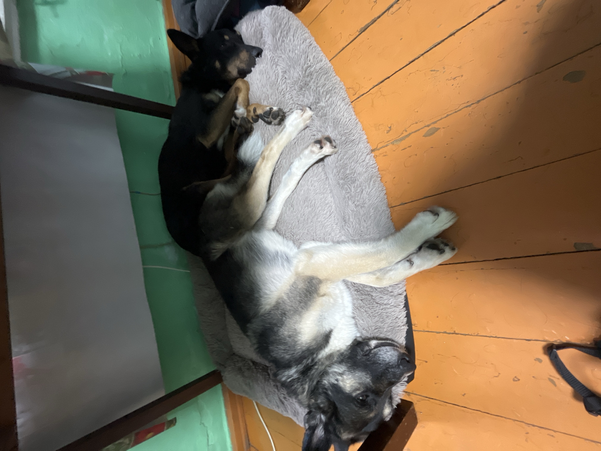 Two dogs, one black and tan, and a larger dog with grey, black, and tan markings, are sleeping on a fluffy grey dog bed. The larger dog is lying on its back with its paws in the air, while the smaller dog is curled up on top of it. The scene is set indoors, on a wooden floor painted orange. To the left of the dogs, there is a green wall and a piece of furniture. The image appears to have been taken during the daytime, as indicated by the lighting. The overall mood is peaceful and relaxed, with the dogs clearly comfortable and asleep. There is no visible text in the image. The context provided is Nizhny Tagil, Russia.