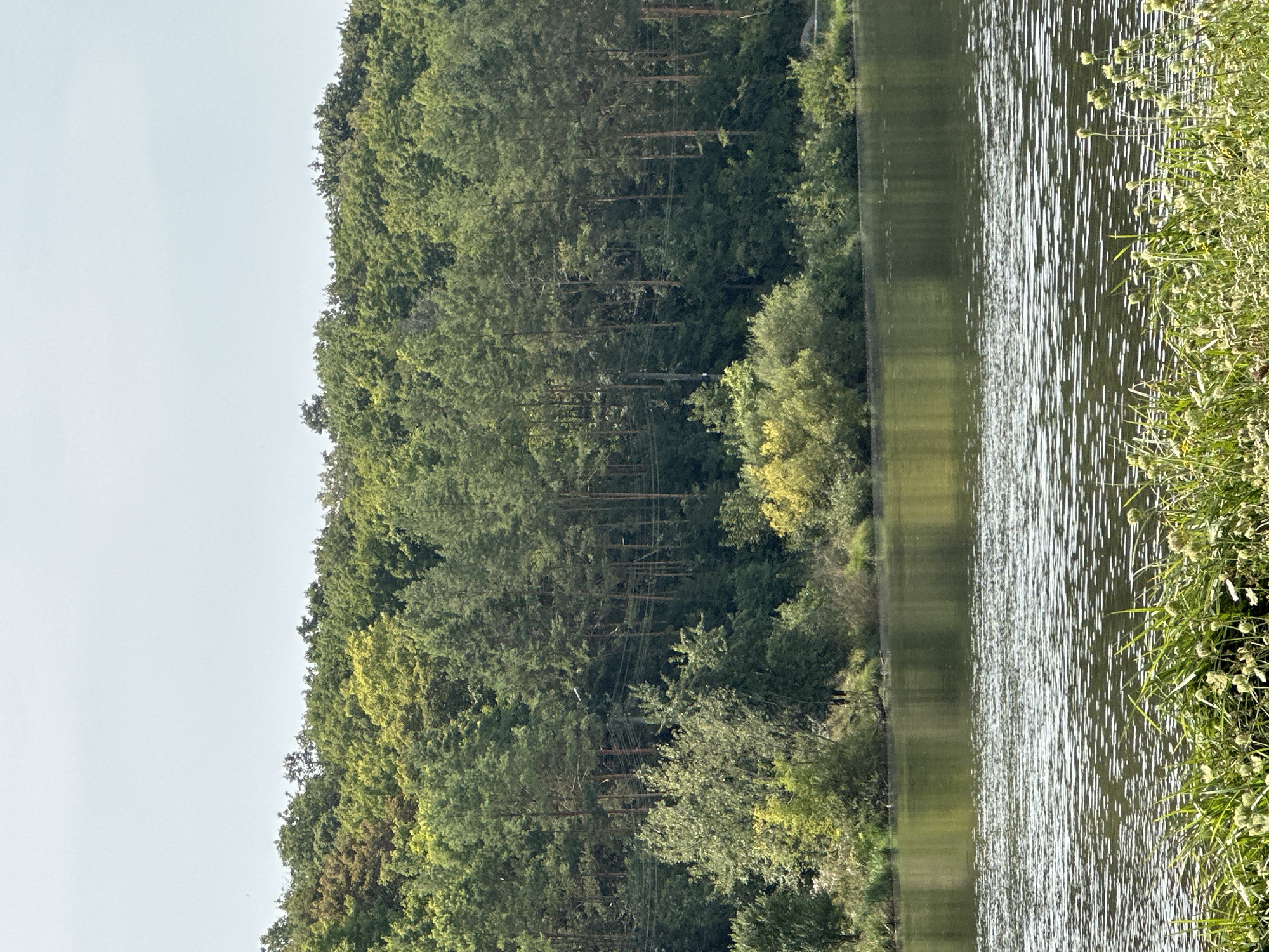 A serene natural landscape unfolds, featuring a tranquil lake in the foreground with grass and wildflowers lining its banks. Beyond the water, a dense, verdant forest blankets a gentle slope, its trees a mixture of evergreens and deciduous varieties in various shades of green. A pale, overcast sky forms the backdrop. The image appears to be taken from the shores of a body of water near Makiv, Ukraine.
