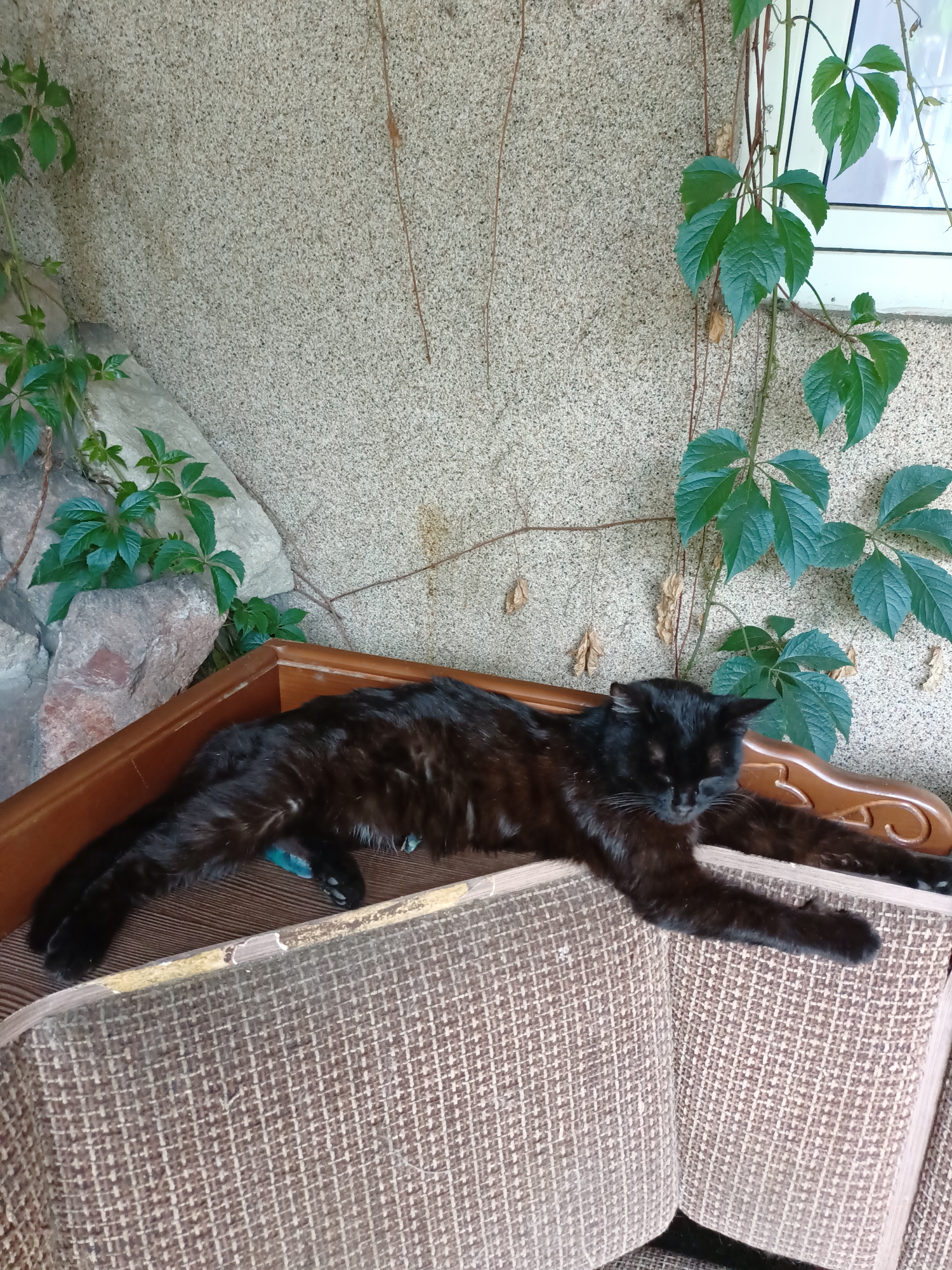 A black cat is resting on a beige upholstered chair. The cat is lying on its side with its legs stretched out. The cat's eyes are closed, and its head is resting on its paws. The chair is in front of a textured stone wall with green ivy growing on it. A window is visible behind the ivy. The scene is outdoors, possibly a courtyard or patio, in Almaty, Kazakhstan.