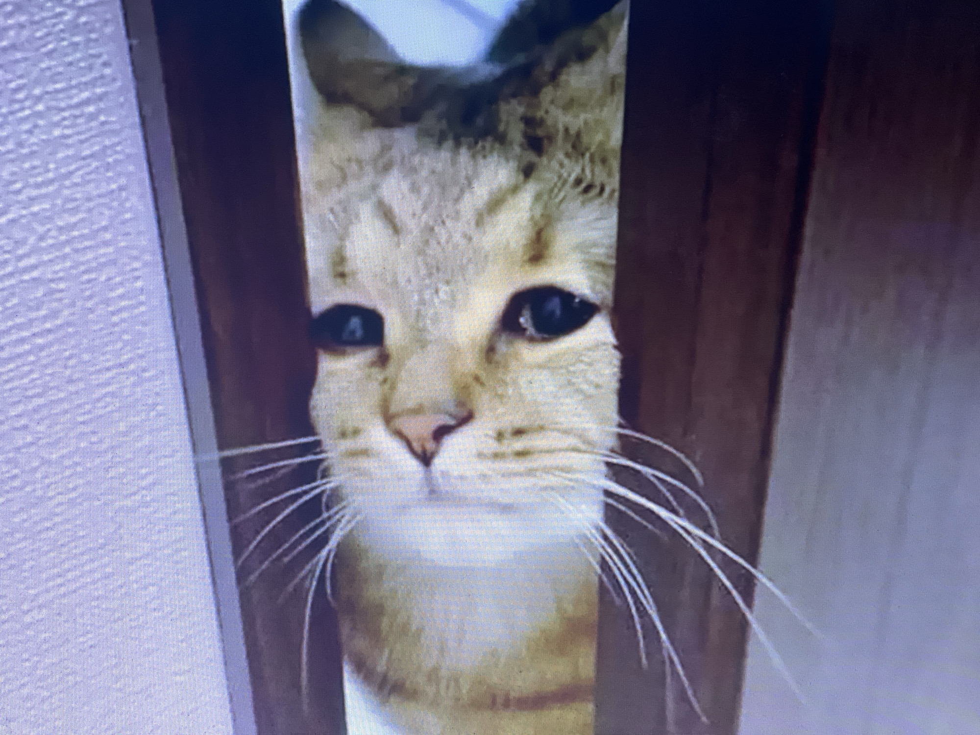 A close-up, pixelated image shows the face of a tabby cat. The cat's eyes are wide and dark, and its whiskers are long and white. The cat's fur is a mix of orange, brown, and white stripes. The cat is looking directly at the camera. The background is blurred and appears to be indoors, with a textured wall on the left and a dark wooden surface on the right.