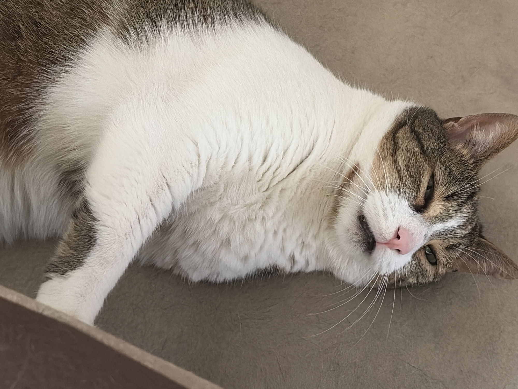 The image shows a close-up of a domestic cat lying on its side. The cat has tabby markings with patches of white fur on its chest and belly. Its head is tilted, and its eyes are partially closed, giving it a relaxed or sleepy appearance. The cat's nose is pink, and its whiskers are long and white. The background is a neutral, textured surface, possibly a sofa or blanket, in a light brown or beige color. The lighting suggests it could be daytime, but there are no strong shadows indicating a specific time. The overall mood of the image is peaceful and domestic.