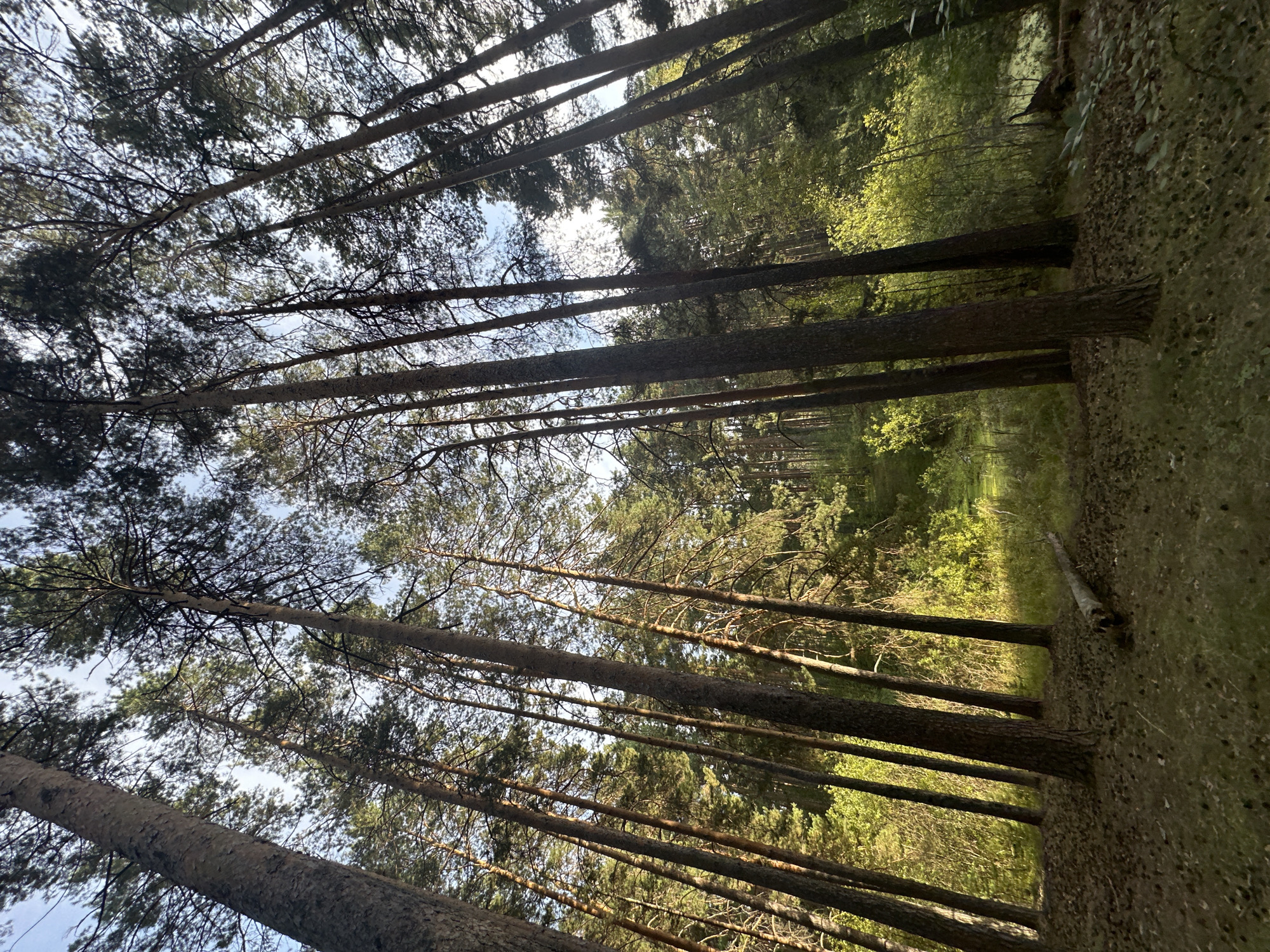 This is a low-angle, wide shot of a dense forest with tall pine trees. The trees are predominantly in the foreground and mid-ground, stretching upwards towards a bright, partially clouded sky. The ground is covered with pine needles and sparse patches of grass. Sunlight filters through the canopy, creating areas of light and shadow on the forest floor and illuminating the foliage in the background. The environment appears natural and unmanaged, with a fallen log visible in the lower right quadrant. There are no people or animals present in the image. The scene is set in a natural, outdoor environment, likely a park or a wilderness area.