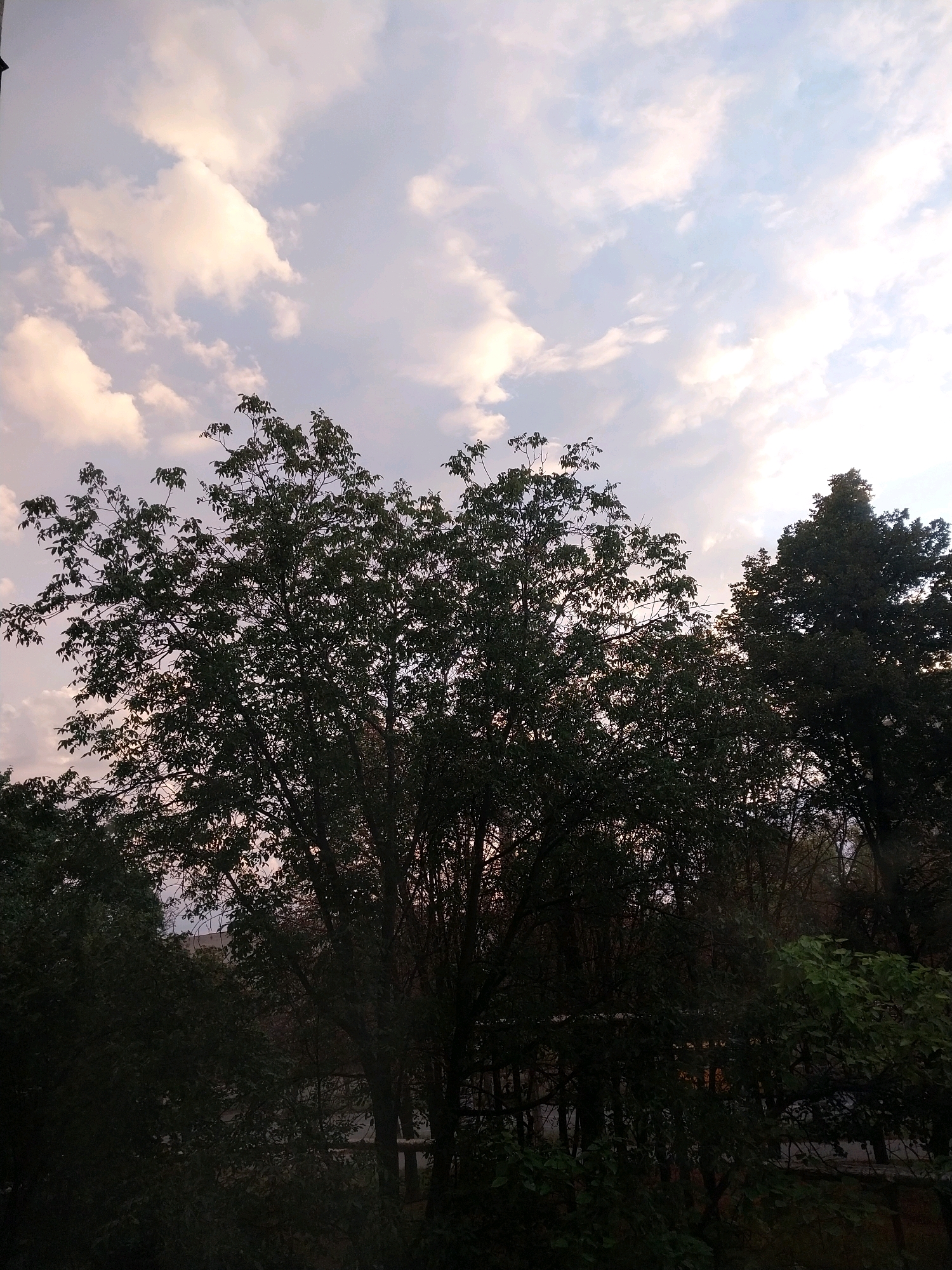 The image depicts a view of trees against a cloudy sky, likely taken from a residential building in Dnipro, Ukraine. The foreground is dominated by the dark silhouettes of dense foliage from multiple trees. The largest tree in the center has many branches and leaves, with some lighter areas suggesting sunlight filtering through. To the right, another taller, darker tree is visible. In the background, glimpses of buildings or structures are partially obscured by the trees. The sky is a soft blue with scattered, pale clouds tinged with pink and yellow, indicating either sunrise or sunset. The overall scene appears to be from a moderately high vantage point, looking outward.