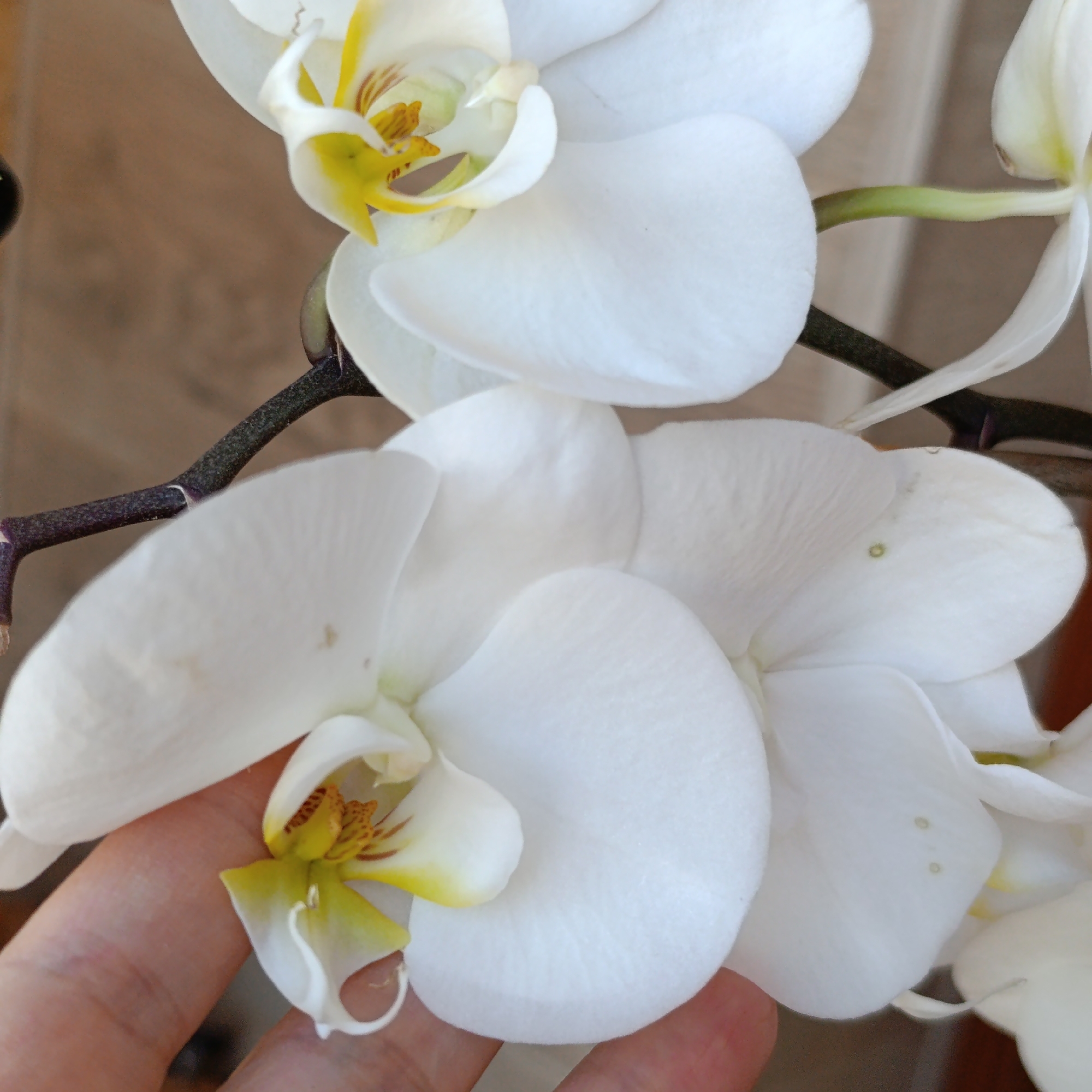 The image shows a close-up of white orchids with yellow and brown accents. A hand is touching one of the orchid flowers. The orchid stem is dark purple. The background is a blurred light brown color. The location is unknown, and there is no indication of the city of Марковский, Russia.