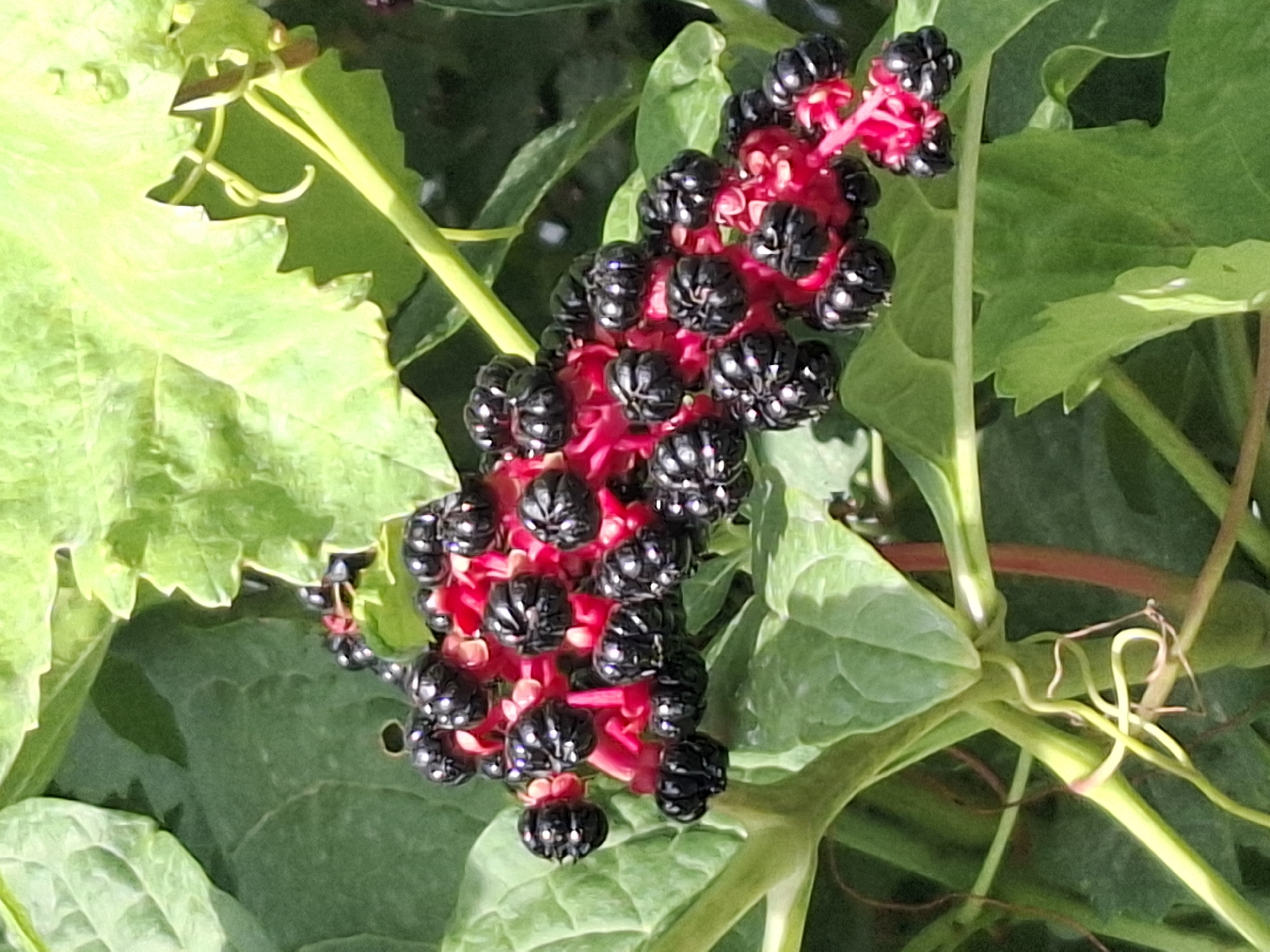 The image shows a close-up view of a cluster of ripe pokeweed berries. The berries are deep purple to black and grow in a raceme on a bright red stem. They are surrounded by large, green leaves, some of which are partially in shadow. The focus is on the berries and the immediate foliage, creating a natural, botanical scene. There is no indication of any urban setting or the city of Almaty, Kazakhstan, as the image solely depicts a plant in a natural or garden environment.