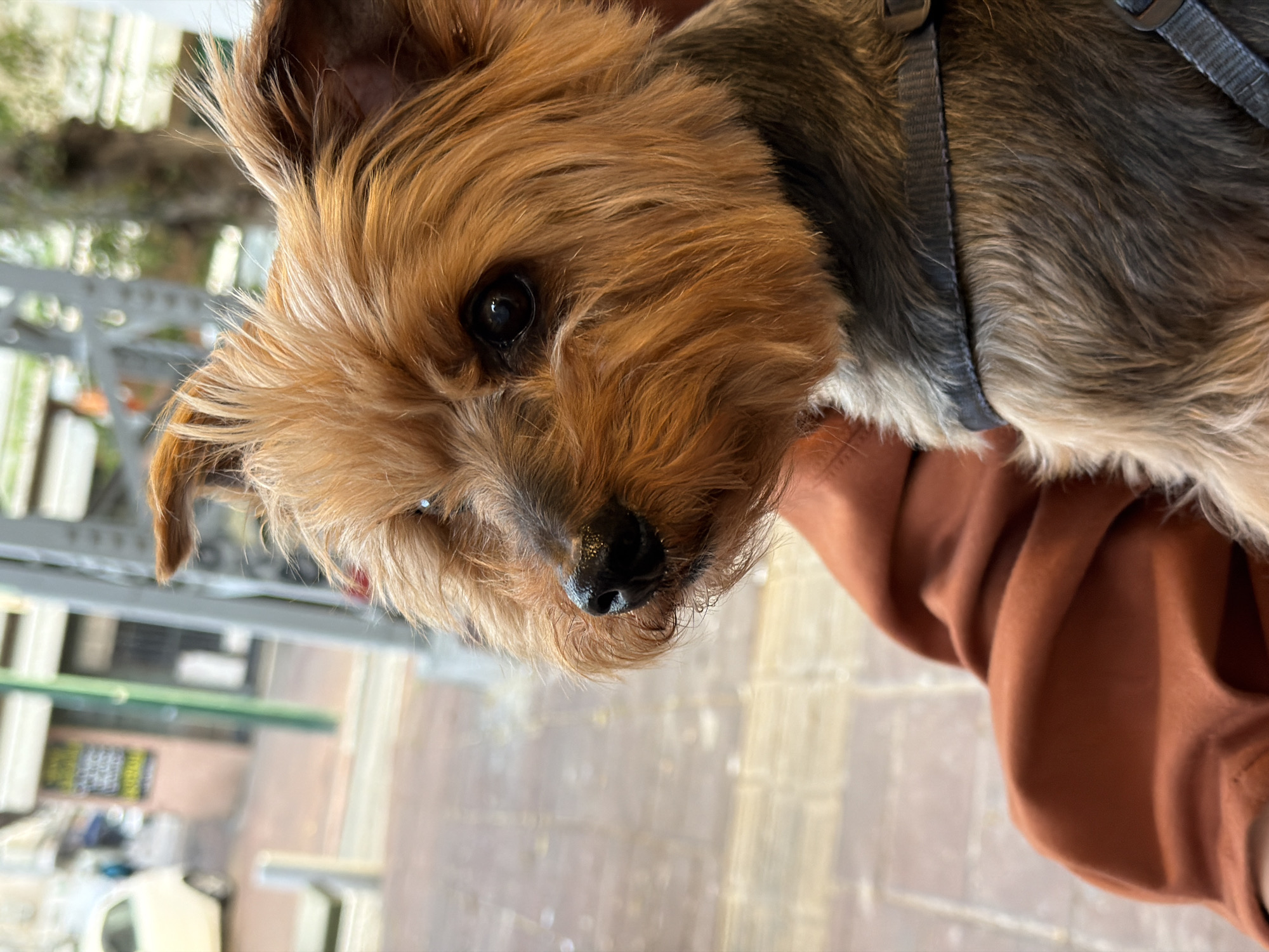 A close-up, slightly rotated, eye-level shot of a Yorkshire Terrier dog held by a person wearing a brown shirt. The dog has tan and brown fur around its face and gray and brown fur around its chest. A gray harness is visible on the dog. The background shows an outdoor setting, likely in Ramat Gan, Israel, with a view of a street scene with visible signs and a parked car. The foreground is slightly blurred, suggesting a shallow depth of field. The location is identifiable due to specific architectural details and signage typical of Ramat Gan.