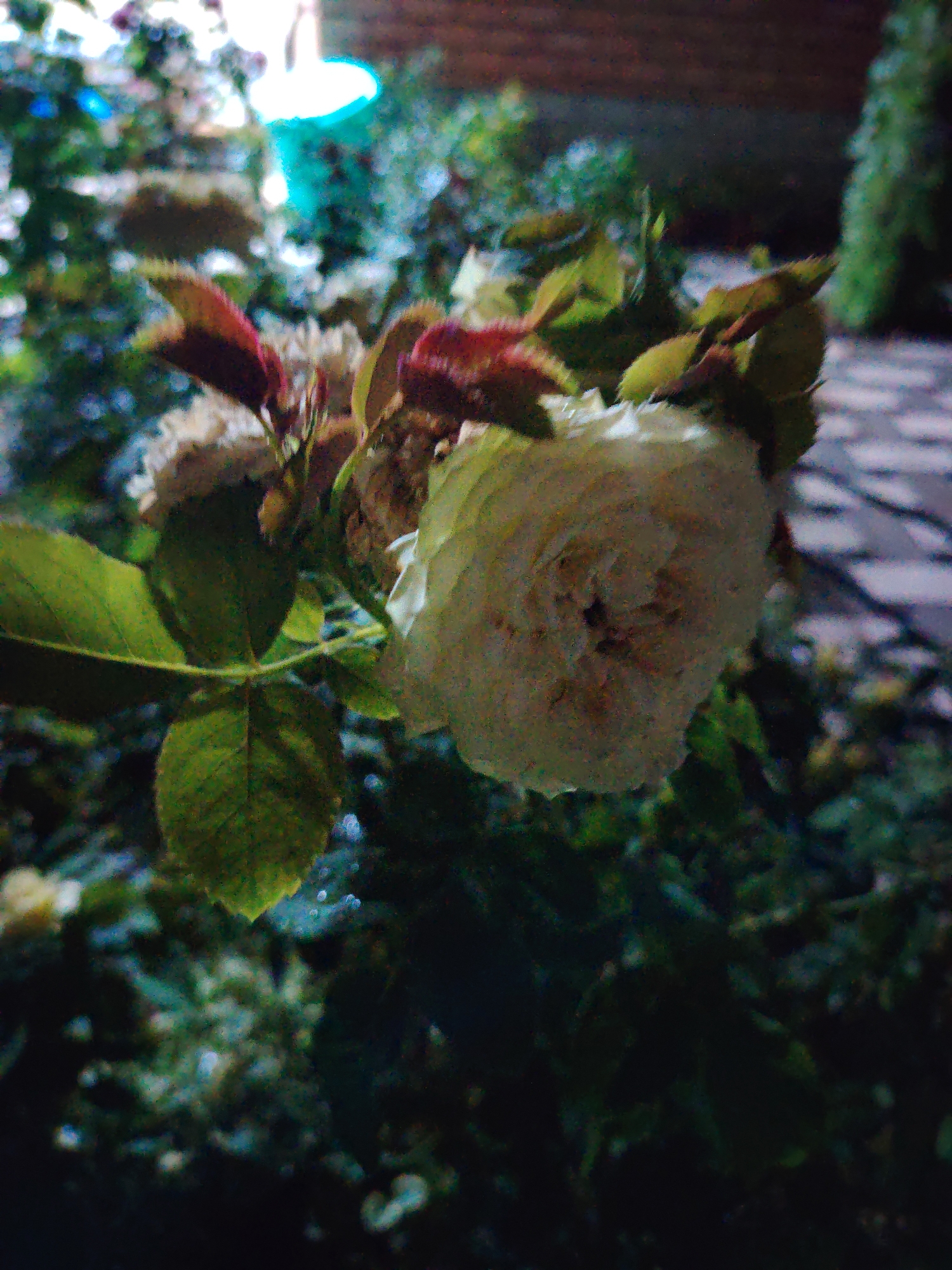 Memory