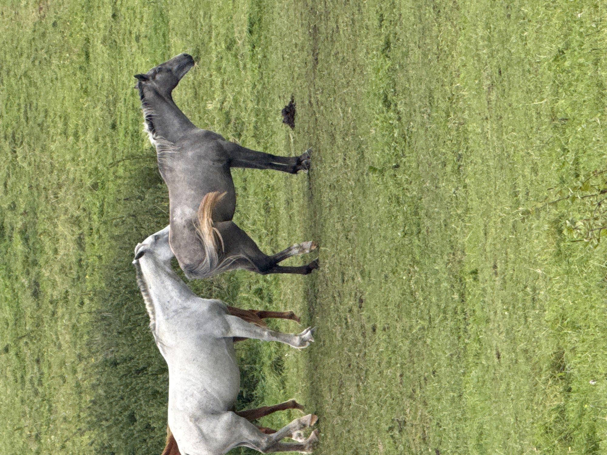 The image shows three horses in a grassy field. One horse, light gray, is facing left, with its head down. To its right and slightly behind is a darker gray horse, facing right. A third horse, brown, is partially visible behind the light gray horse, facing left. The ground is covered in green grass and some scattered patches of darker vegetation. In the background, there is more green grass and vegetation, appearing to be a gentle slope. The sky is not visible in the image. This scene is located in the city of Galinė, Lithuania.