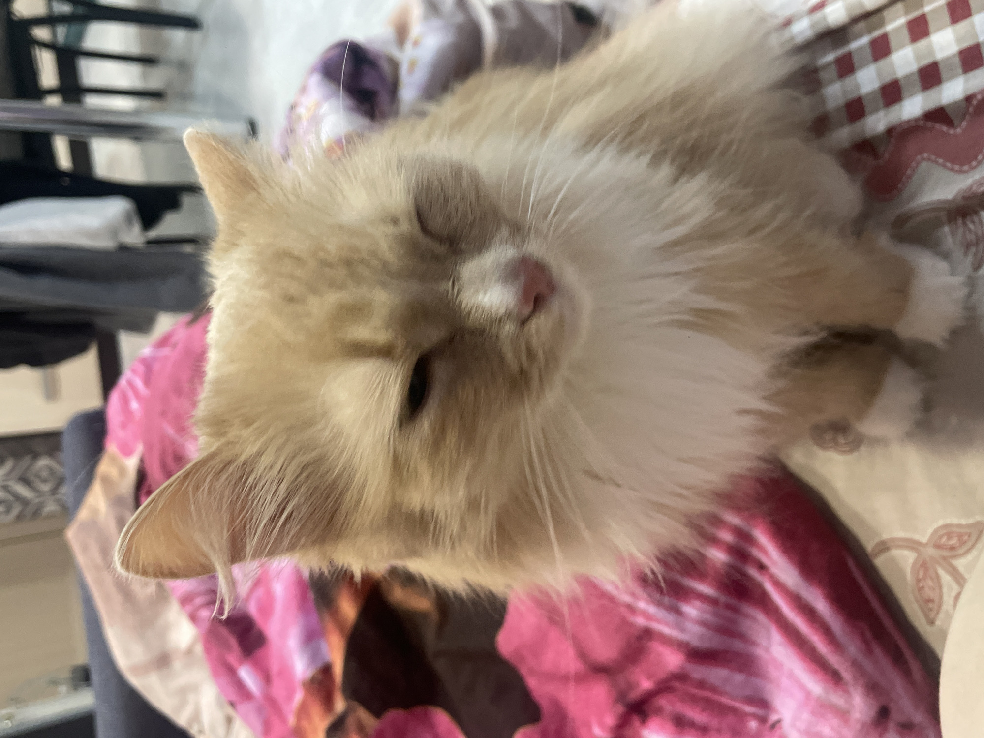 The image depicts a domestic cat positioned centrally in an indoor setting. The feline subject is a long-haired cat with light orange-cream fur on its head and back, transitioning to white on its chest, chin, and paws. Its left eye is fully closed, consistent with a blink or wink, while its right eye is partially closed. A pink nose is prominent on its face. The cat is seated upright, facing slightly towards the left of the frame, upon a patterned surface.
Beneath and immediately surrounding the cat are two distinct textile patterns: a vibrant pink and orange floral or abstract design on the left, and a red and white checkered pattern on the right. Both textiles appear to be blankets or bedding.
The background is out of focus, suggesting a shallow depth of field. Visible elements in the background include dark furniture, possibly a table with metal legs and chairs, and a lighter-toned wall or curtain exhibiting a faint, repetitive pattern. The overall environment suggests a residential interior. No specific landmarks or unique architectural features are present to determine the exact location within the city of Chaikovsky, Russia.