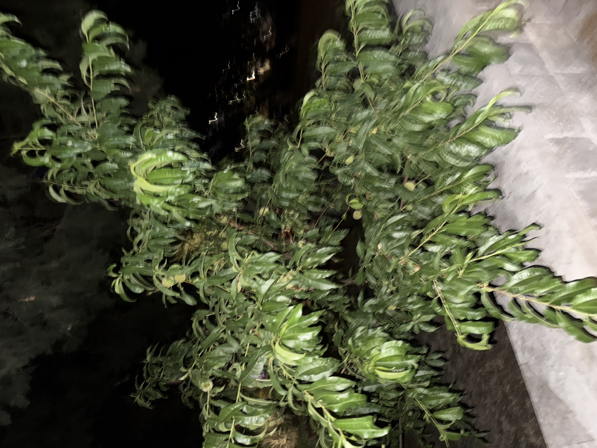 The image shows a close-up view of a tree with lush green leaves, possibly at night. The tree is heavily foliated, with many branches and leaves filling the frame. Some small, round, light-colored objects are visible among the leaves, which could be developing fruit or buds. The background is dark, suggesting it is nighttime, with some blurry lights in the upper left quadrant. To the right, a textured, pale surface, perhaps a wall or a tarp, is visible, partially illuminated. The overall lighting is dim and uneven, with some bright highlights on the leaves. The image appears to have been taken with a handheld camera, as there is motion blur, especially noticeable in the leaves and branches, indicating movement. The setting appears to be outdoors. The location context provided is Boreti, Montenegro. No people or text are visible in the image.