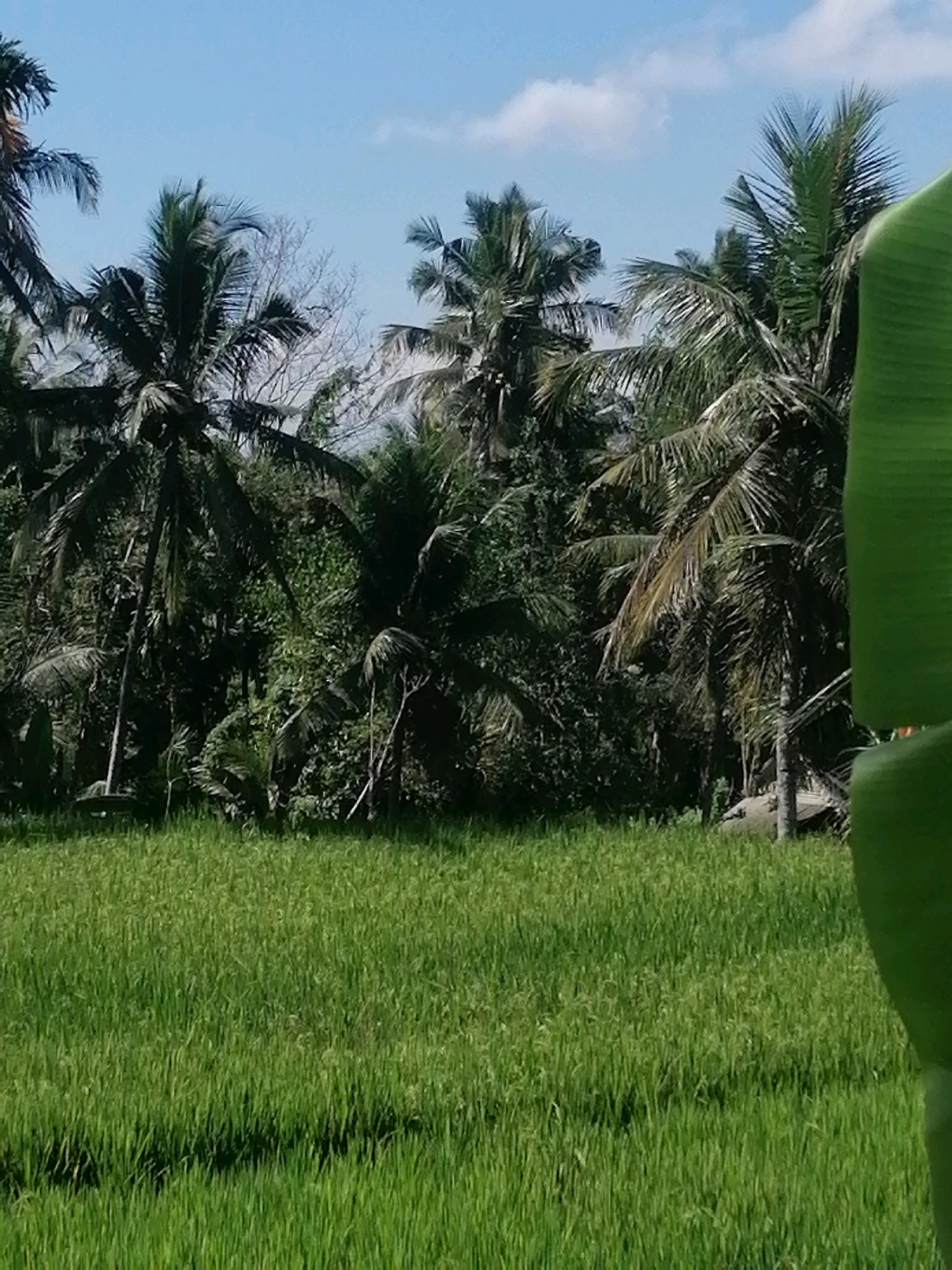 A lush green rice paddy fills the foreground of this vertical, eye-level shot. In the middle ground, a dense cluster of tropical trees, including several prominent coconut palm trees, creates a dark, verdant backdrop. The trees are a mix of mature and younger specimens, with some showing signs of age and wear. The sky above is a clear, pale blue with a few wispy white clouds. The overall impression is one of natural beauty and tranquility. The image captures a scene typical of the rural landscapes found in the Ubud District of Indonesia, known for its rice terraces and lush vegetation.