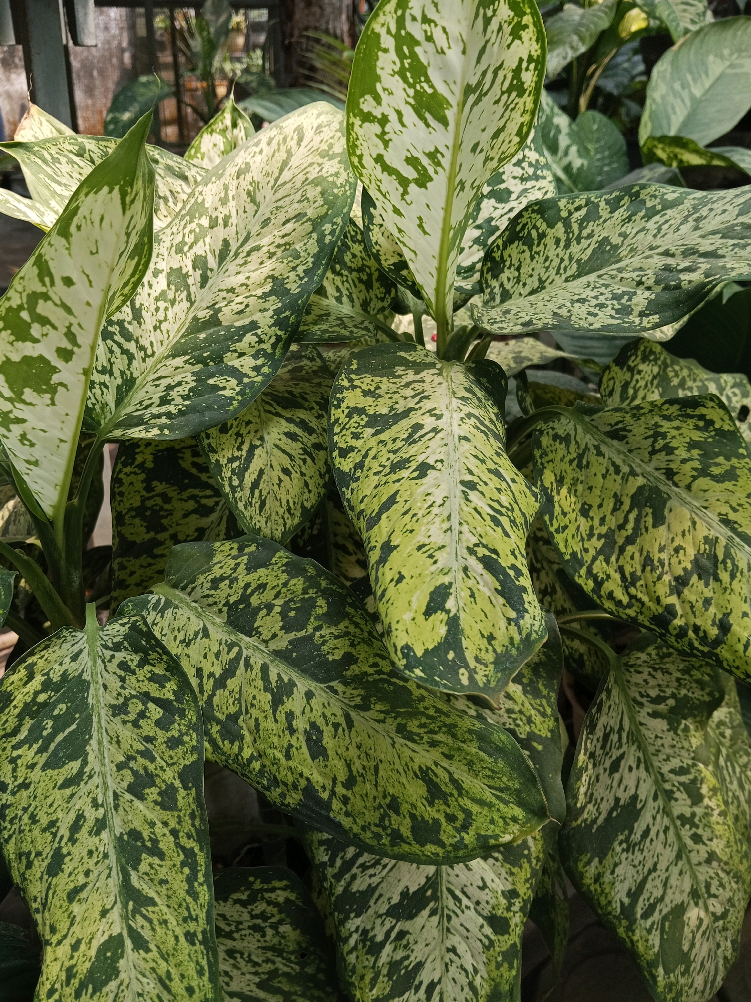 The image displays a dense cluster of Dieffenbachia (Dumb Cane) plants with their characteristic variegated leaves, featuring a mix of creamy white and dark green patches. The leaves are large, elongated, and have a slightly glossy texture. The plants are positioned in what appears to be an outdoor setting, possibly a garden or nursery, with a blurred background showing wooden fence posts and other greenery. The lighting suggests it is daytime, with natural light illuminating the foliage. The specific location in Blitar, Indonesia, is not discernible from the visual information present in the image. There are no people, animals, or specific actions captured; the focus is solely on the plant life.