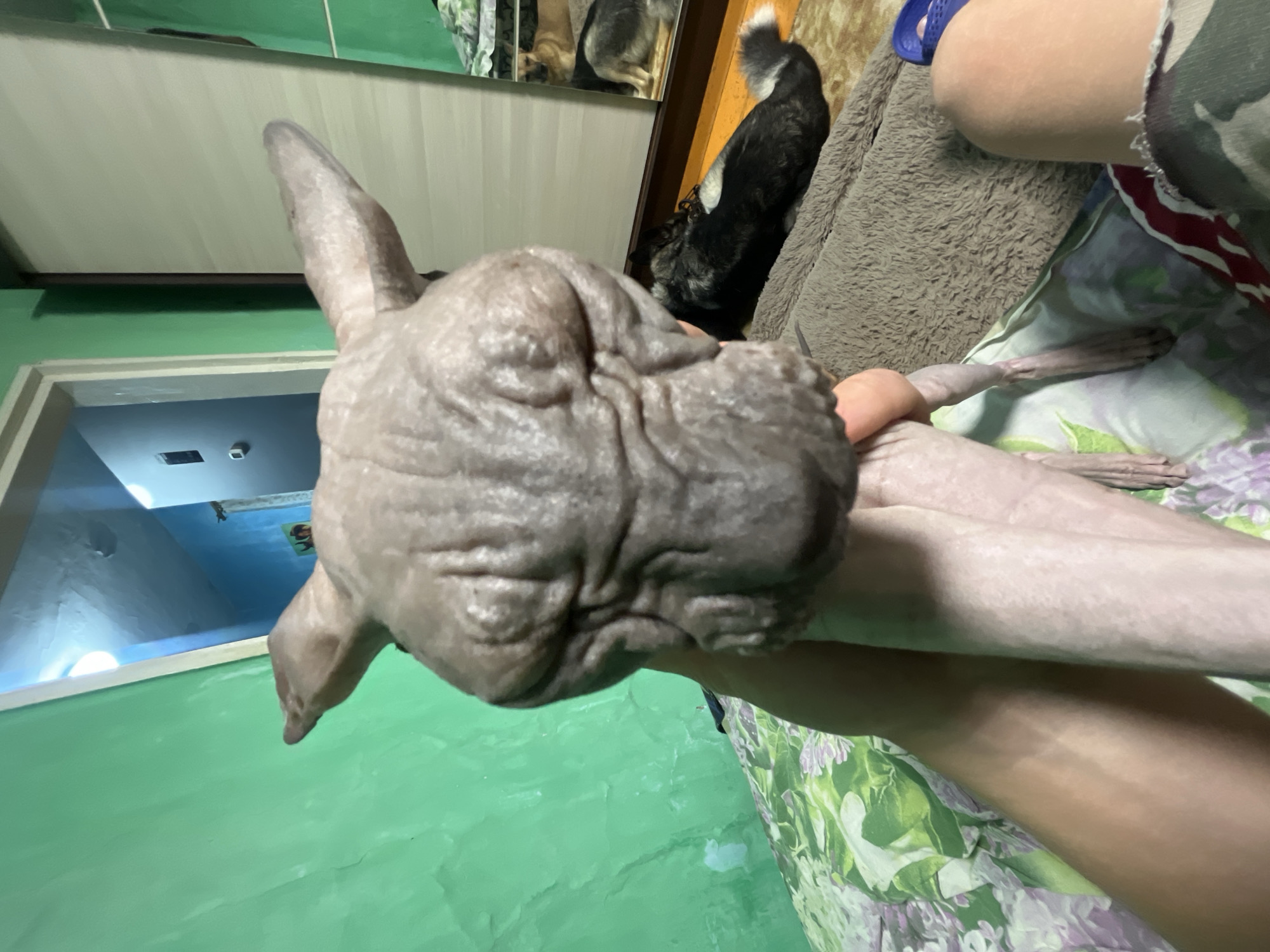 A close-up shot shows a person holding a hairless cat by its head. The cat has wrinkled skin and large ears. The background is blurred, but appears to be an indoor setting with green walls and a wardrobe. Another dog is visible lying down in the background. The image is taken from a low angle, focusing on the cat's face. The overall impression is of a casual, home environment. The location is not specified in the image.