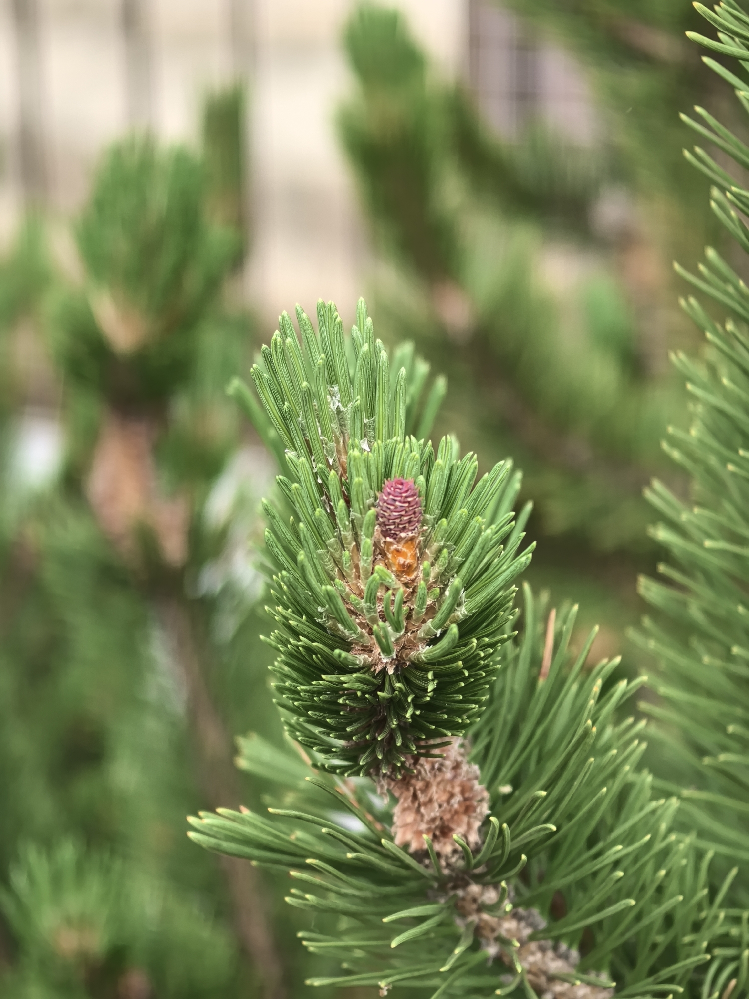 A close-up shot reveals a pine tree branch, likely in Perm, Russia, with vibrant green needles radiating from a central stem. A small, immature pine cone, predominantly reddish-purple, perches at the apex of the branch. Older, brown cones are visible along the stem. The background is a soft blur of green foliage and a hint of a building.