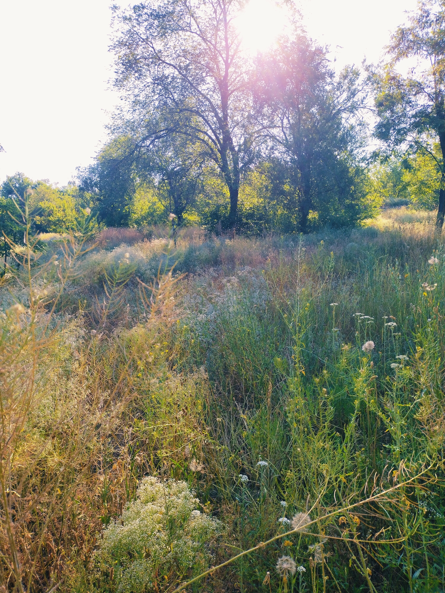 The image depicts a sun-drenched meadow with tall grasses and wildflowers, bordered by a line of trees in the background. The sun is positioned high in the sky, casting a bright light and creating lens flare effects. The foreground is filled with various types of vegetation, including dry, brown stalks of grass and clusters of delicate white flowers. The overall impression is of a natural, untamed landscape bathed in morning or late afternoon sunlight. No people or man-made objects are visible, suggesting a rural or park-like setting. The specific location is identified as the city of Horishni Plavni, Ukraine.