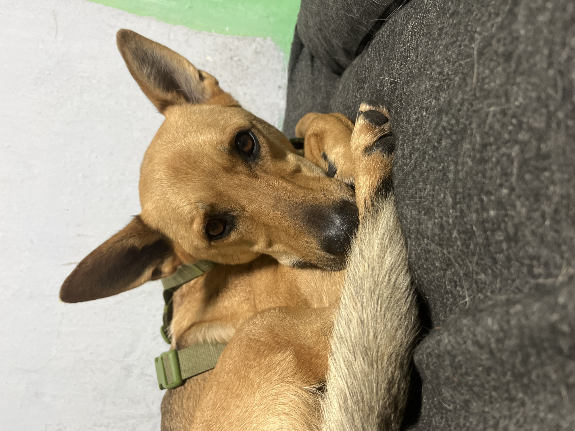 A medium-sized, short-haired dog with tan fur is lying down on a dark gray dog bed. The dog is curled up with its head resting on its paws. Its eyes are dark brown and alert, and its ears are pointed and upright. A green harness is visible around the dog's neck. The background is a textured white wall, with a bright green object partially visible on the right side. The scene appears to be indoors, possibly in a home. No specific location in Nizhny Tagil, Russia, can be determined from the image.
