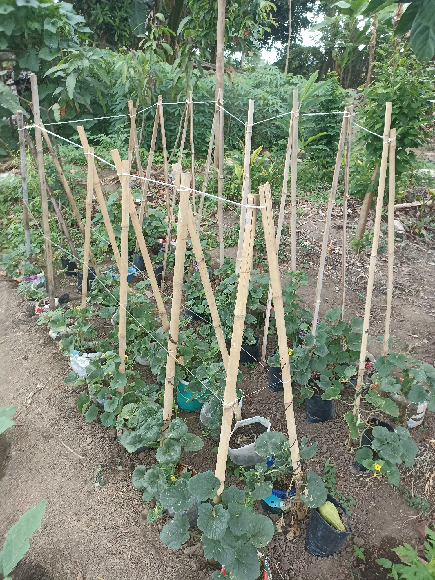 The image depicts a small garden patch in Mojopanggung, Indonesia, featuring a trellis made of bamboo poles and string. Several young plants with broad green leaves are growing beneath the trellis, likely melons or a similar vining crop, as indicated by the presence of a green, elongated fruit in a black plastic bag on the right side of the frame. The plants are growing in various containers, including black plastic bags and repurposed plastic bottles. The background consists of lush green foliage, typical of a tropical environment. The ground is covered with soil and scattered debris. The scene suggests a home garden or a small-scale agricultural plot.