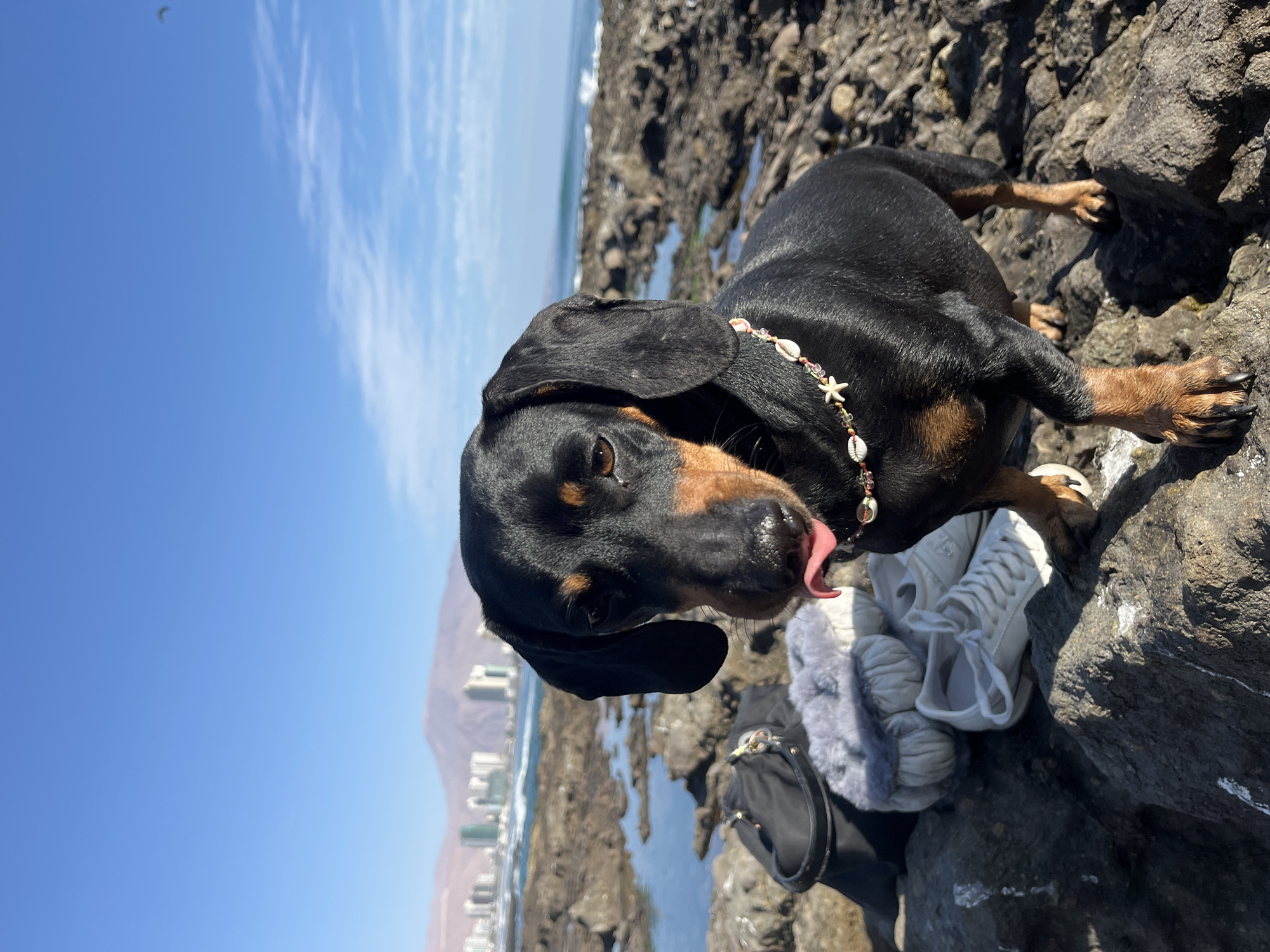 A dachshund with a decorative necklace is photographed outdoors against a backdrop of rocks, water, and a coastal cityscape. The dog is positioned at an angle, and is captured sticking its tongue out. A pair of sneakers, along with clothing items, are positioned on the rocks near the dog. In the background, buildings are visible along the coast. The sky above is a clear blue.