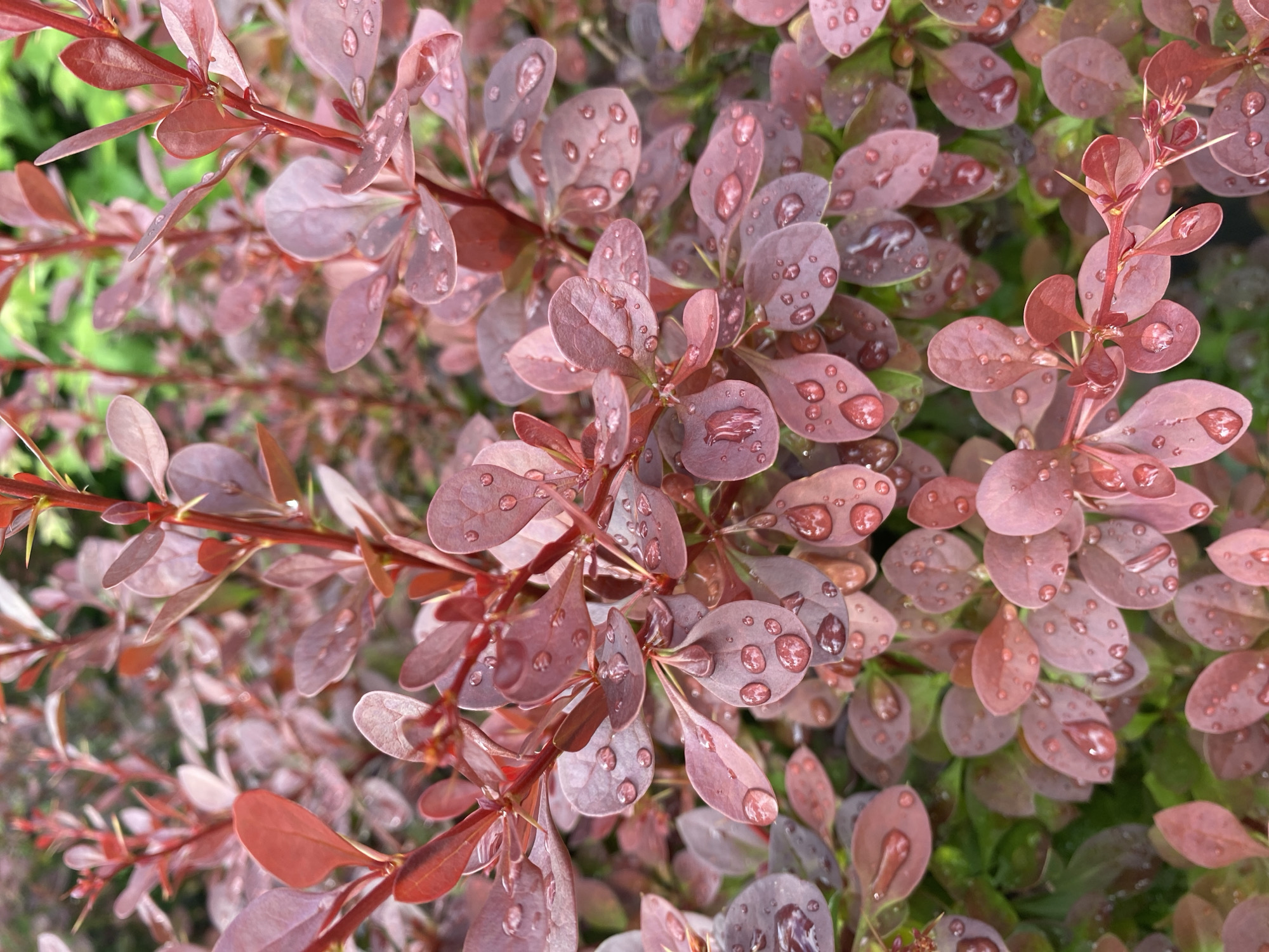 The image shows a close-up, high-angle view of a dense shrub with small, ovate leaves in shades of deep pink and red, dotted with water droplets. The leaves are arranged alternately along thin, reddish stems. Some stems also feature small, sharp thorns. The background is a blur of green foliage, suggesting other plants in the vicinity. The lighting is soft, and the overall impression is one of a garden or natural setting, likely after rain. There are no people or animals visible. The scene is located in Rozhny, Ukraine.