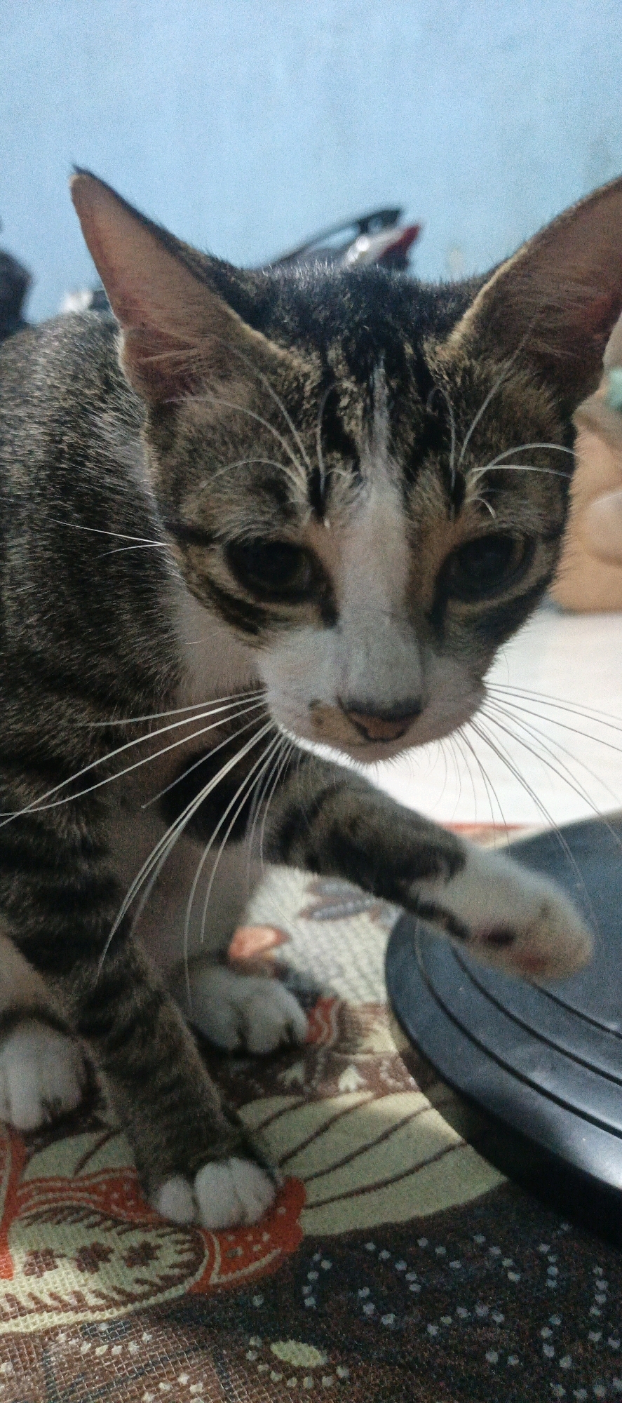 A close-up, slightly tilted shot features a tabby cat with a white chest and muzzle. The cat's head is lowered, with its gaze directed downwards and to the right. Its right front paw is extended towards a black, circular object, possibly a lid or a dish, which is partially visible in the lower right corner of the frame. The cat is positioned on a patterned rug with geometric and floral designs in muted colors. The background is out of focus, showing a light blue wall and hints of what appears to be a motorcycle. The lighting suggests an indoor setting with natural light. The image was taken in the City of Pematang Siantar, Indonesia.