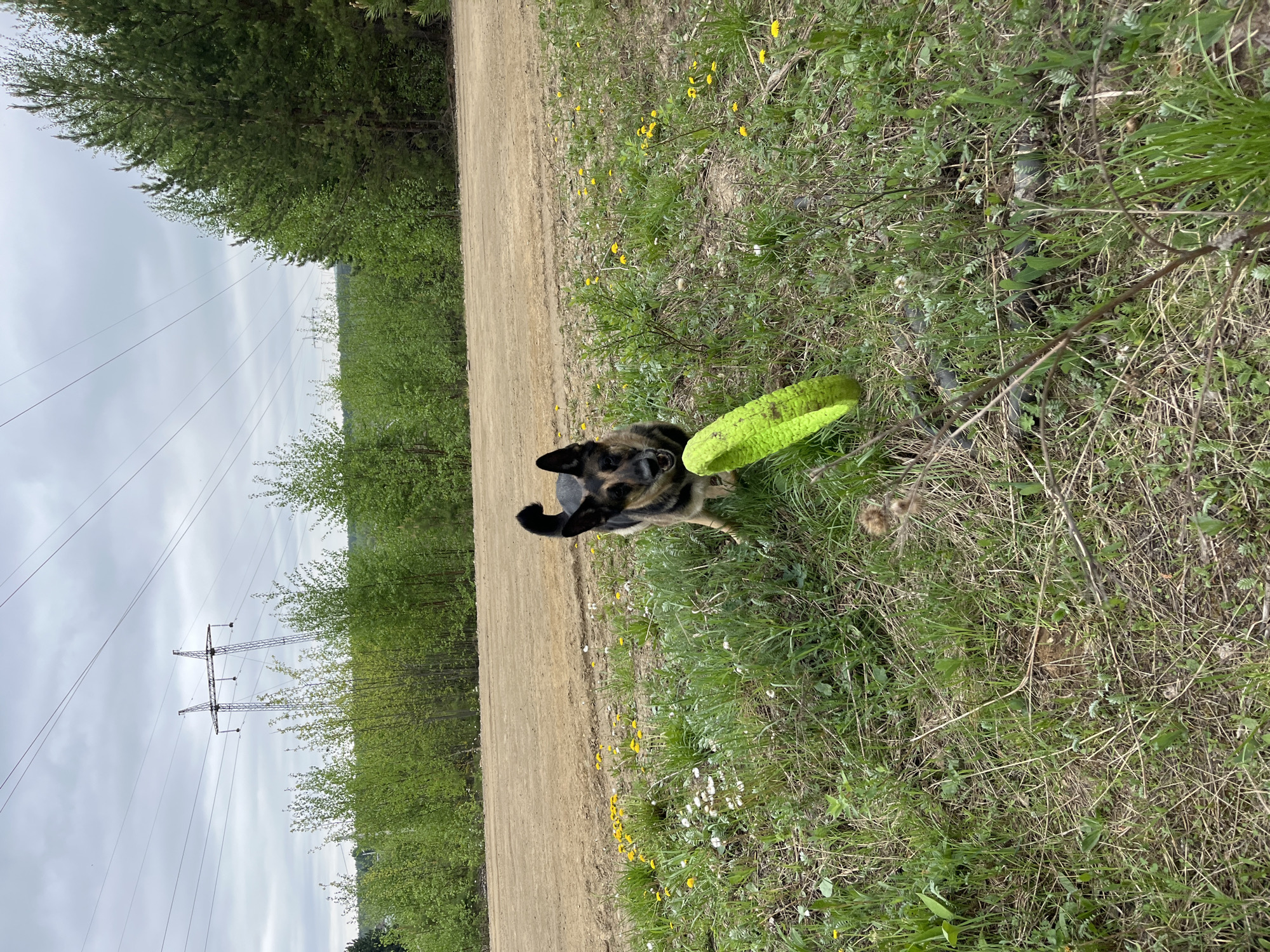 A medium, full outdoor shot depicts a German Shepherd dog in a grassy field, holding a green frisbee in its mouth. The dog is looking directly at the camera.
The field is composed of green grass, yellow dandelions, and white wildflowers. To the left of the field, there is a dirt path. Beyond the path, there is a row of young green trees. Overhead powerlines and power towers are visible against a cloudy sky.
The photo was taken in an unspecified location, but is said to be in Nizhny Tagil, Russia.
