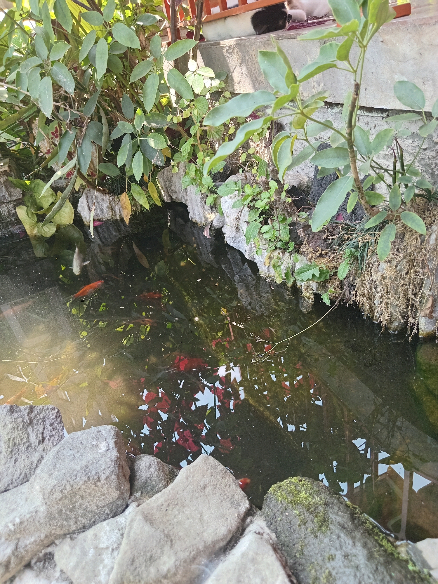 This image depicts a close-up view of a pond within a garden setting, likely in Claket, Indonesia. The pond is partially framed by natural rock formations and lush green foliage. Several koi fish are visible swimming in the murky water, with one prominent orange koi in the mid-left section. Reflections of plants and structures are visible on the water's surface. The foreground is occupied by large, rough-textured stones, some of which are covered in moss. In the background, there's a hint of a wooden structure and what appears to be a cat resting on a cushion. The overall scene suggests a tranquil, naturalistic garden feature.