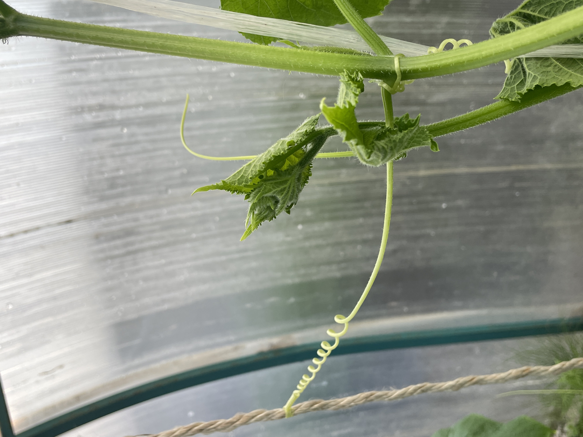 The image shows a close-up of a young plant, possibly a cucumber plant, growing inside a greenhouse. The plant has a thick, fuzzy green stem and several developing leaves. A slender, coiled tendril extends from the stem and wraps around a thicker, rougher, beige rope that is hanging vertically. Another tendril extends from the plant and curves upwards. The background is a blurred, translucent, ribbed material, characteristic of greenhouse covering, with water droplets visible on its surface. The overall environment appears humid and suggests a controlled growing setting, likely a domestic or small-scale agricultural setting within a greenhouse. There are no people or animals visible in the image.
