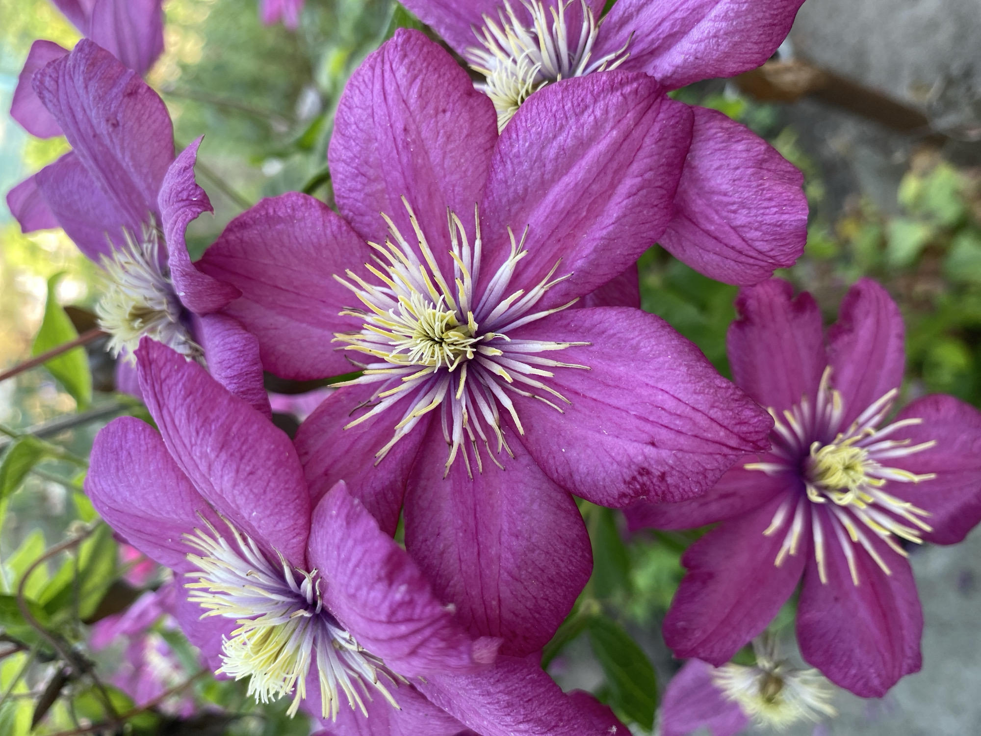This is a close-up, eye-level, outdoor, natural light photograph of several vibrant magenta clematis flowers in bloom. The flowers have prominent yellow stamens at their centers, surrounded by delicate, pointed petals. The background is a blur of green foliage and hints of a muted, earthy tone, suggesting a garden setting. The image does not contain any people, actions, or specific details that would allow for an identification of its location within the city of Ventsy, Russia.