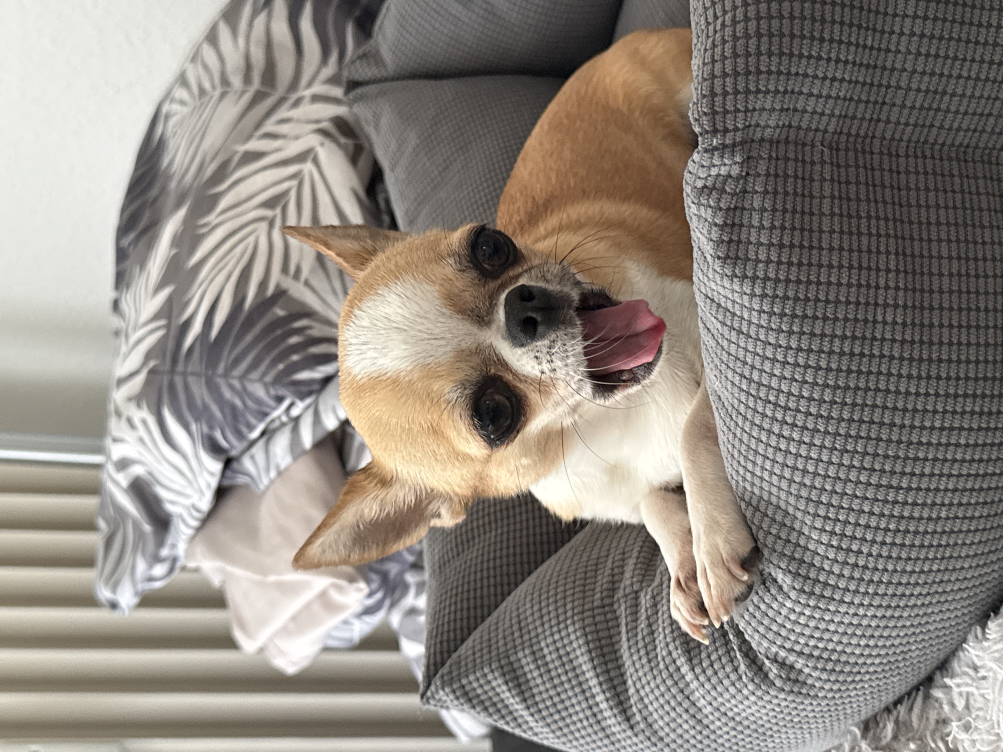 A tan and white chihuahua is lying on a gray textured pillow with its tongue sticking out. The pillow is on a bed with gray patterned sheets and pillows. The scene takes place indoors. No specific information indicates the location is in Berlin, Germany.
