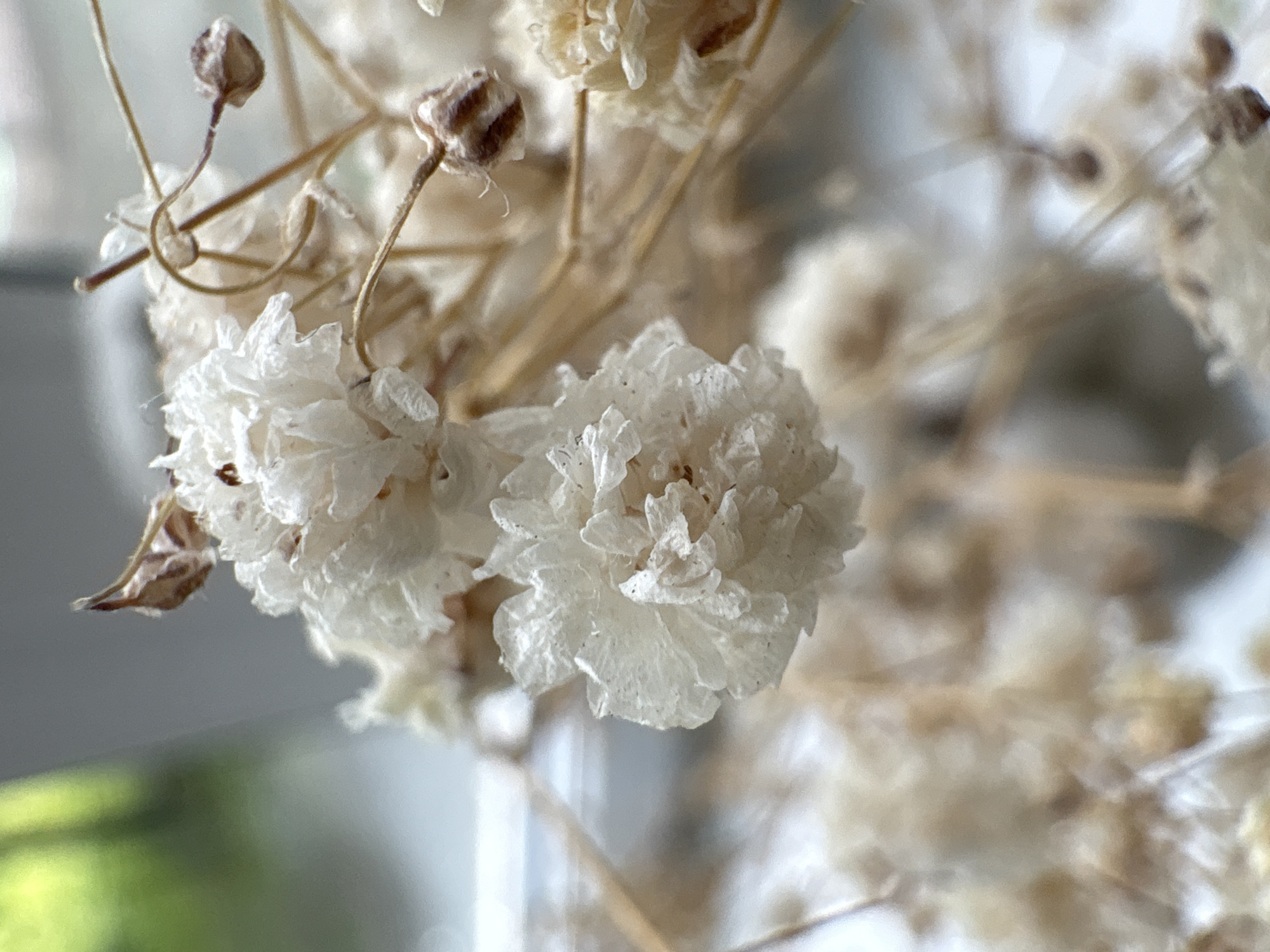 The image shows a close-up of dried gypsophila flowers. The flowers are predominantly white with some brown stems and seed pods visible. The background is blurry and appears to show a window with greenery visible outside. It does not provide any information about a location in Saint Petersburg, Russia.