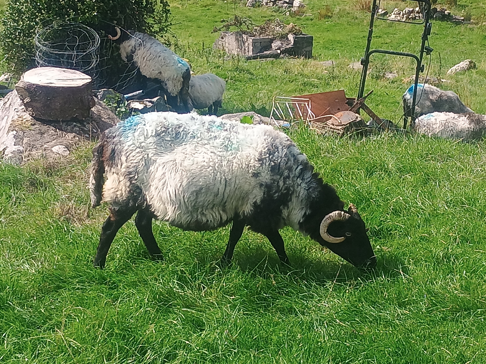A flock of sheep grazes in a grassy field. In the foreground, a black and white sheep with curved horns is grazing. In the background, several other sheep are visible, along with a lawnmower and other farm equipment. The environment is rural, with rolling hills and green pastures. The image appears to have been taken on a sunny day.