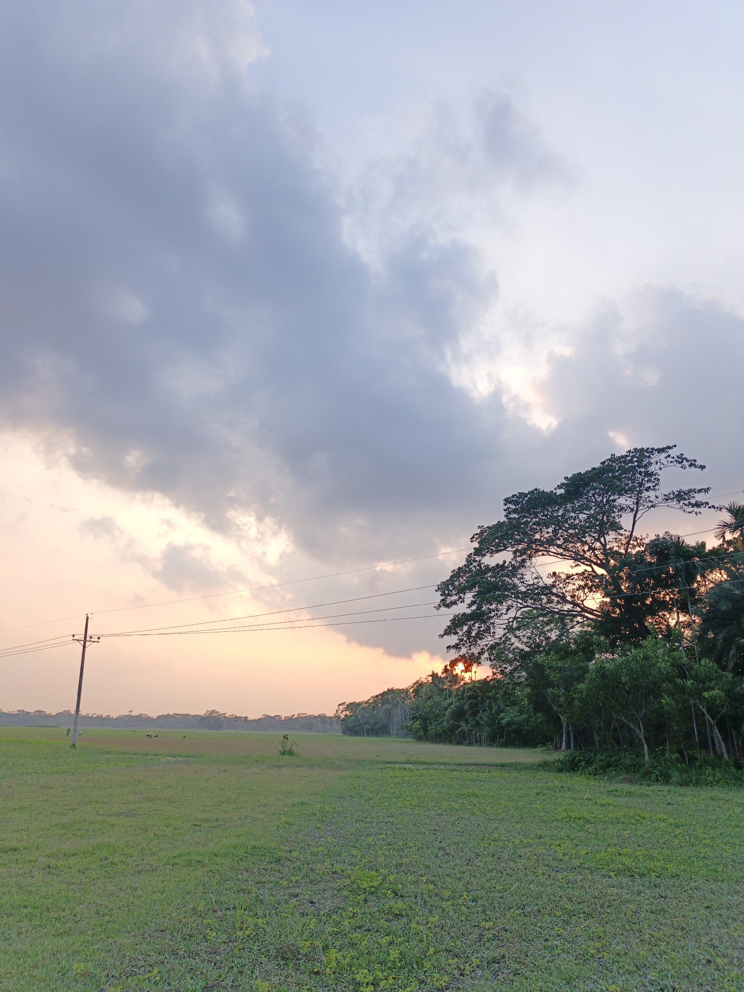 The image displays a serene rural landscape at sunset. A wide, open green field, covered in short grass, dominates the foreground and midground. On the left side of the frame, a tall, wooden utility pole stands with several power lines extending horizontally across the sky. In the middle distance on the left, several small, dark forms suggest grazing animals, possibly cattle or buffalo, within the field. A faint, indistinct figure, potentially a person, is also visible far in the distance to the left of the animals.
A dense line of trees forms the horizon, stretching across the middle and right side of the image. A large, full-canopied tree stands prominently on the right, its dark silhouette sharply defined against the colorful sky. The sky is a significant feature, filled with an array of clouds. The upper sky transitions from light greyish-blue to darker, more voluminous grey clouds. The setting sun, largely obscured by clouds and the treeline, casts a warm orange and pink glow along the lower horizon, illuminating the undersides and edges of the clouds with soft, radiant light. The interplay of cool blues and greys in the upper sky with the warm sunset hues below creates a striking visual contrast. The scene evokes a sense of peaceful twilight in an expansive natural setting. No text is visible in the image.