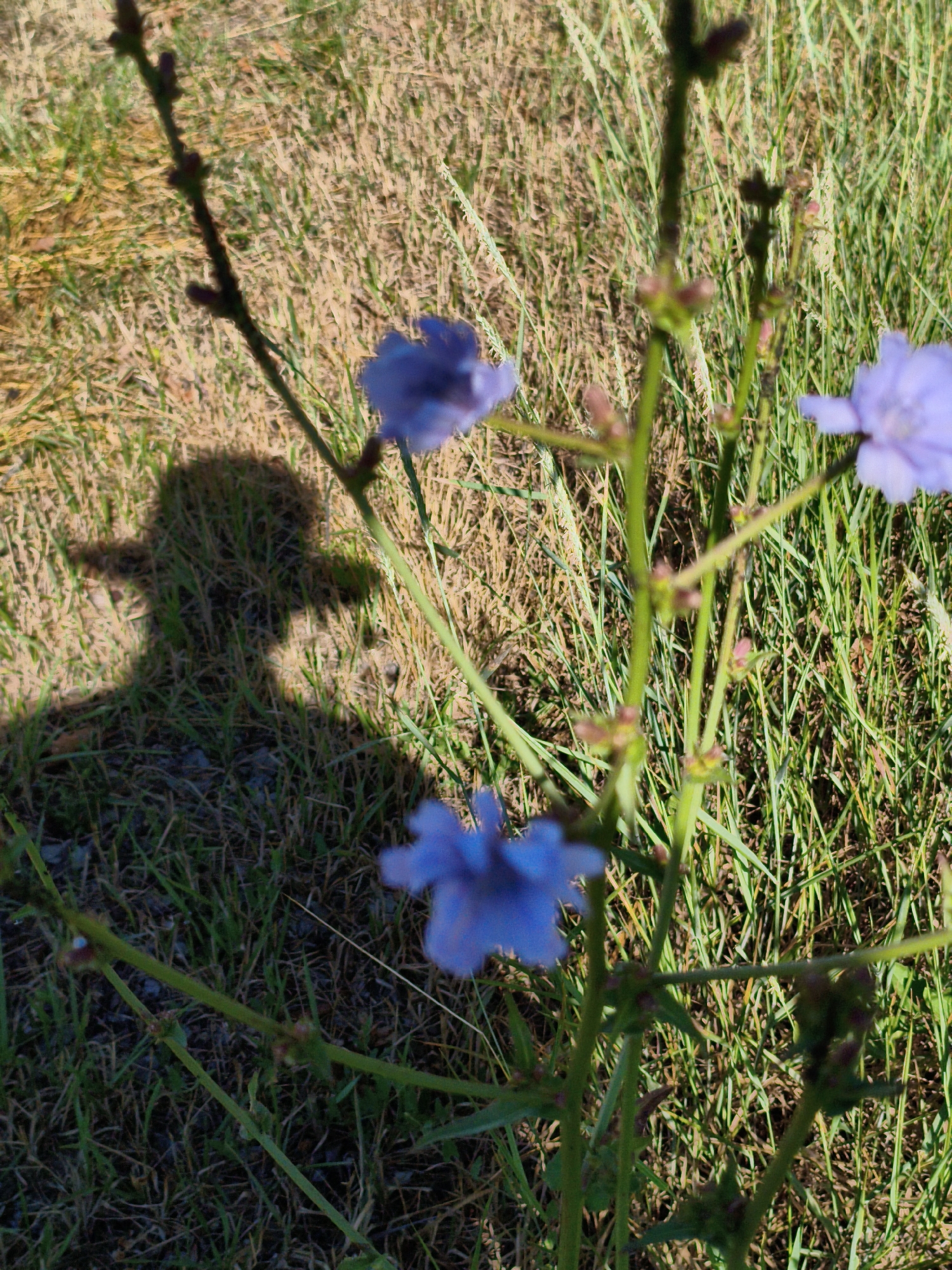 In Ustyvytsia, Ukraine, a shadow of a person wearing a cowboy hat is cast on a grassy area. The shadow is to the left of the frame, and the person appears to be standing. The foreground of the image features several delicate blue flowers and their stems, with some buds also visible. The background consists of dry and green grass, indicative of a natural, outdoor setting. The lighting suggests it is daytime, with the sun casting a distinct shadow. The focus is on the flowers and the shadow, with the surrounding environment providing context.