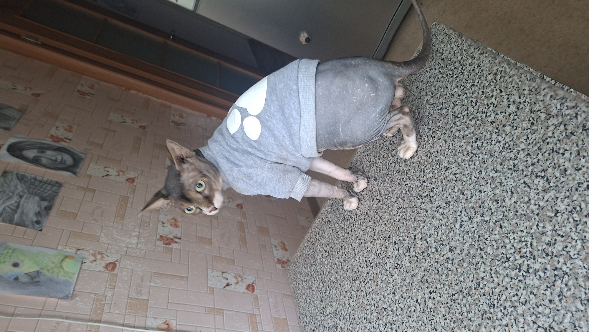 A hairless cat wearing a light grey sweatshirt with white paw prints is sitting on a speckled countertop. The cat is facing to the left, with its head turned to look slightly towards the viewer. The background features a tiled wall with a subtle floral pattern and several framed drawings. To the right, a wooden doorframe and a portion of a metallic object, possibly a refrigerator, are visible. The scene appears to be indoors, in what could be a domestic setting. The image quality is moderate.