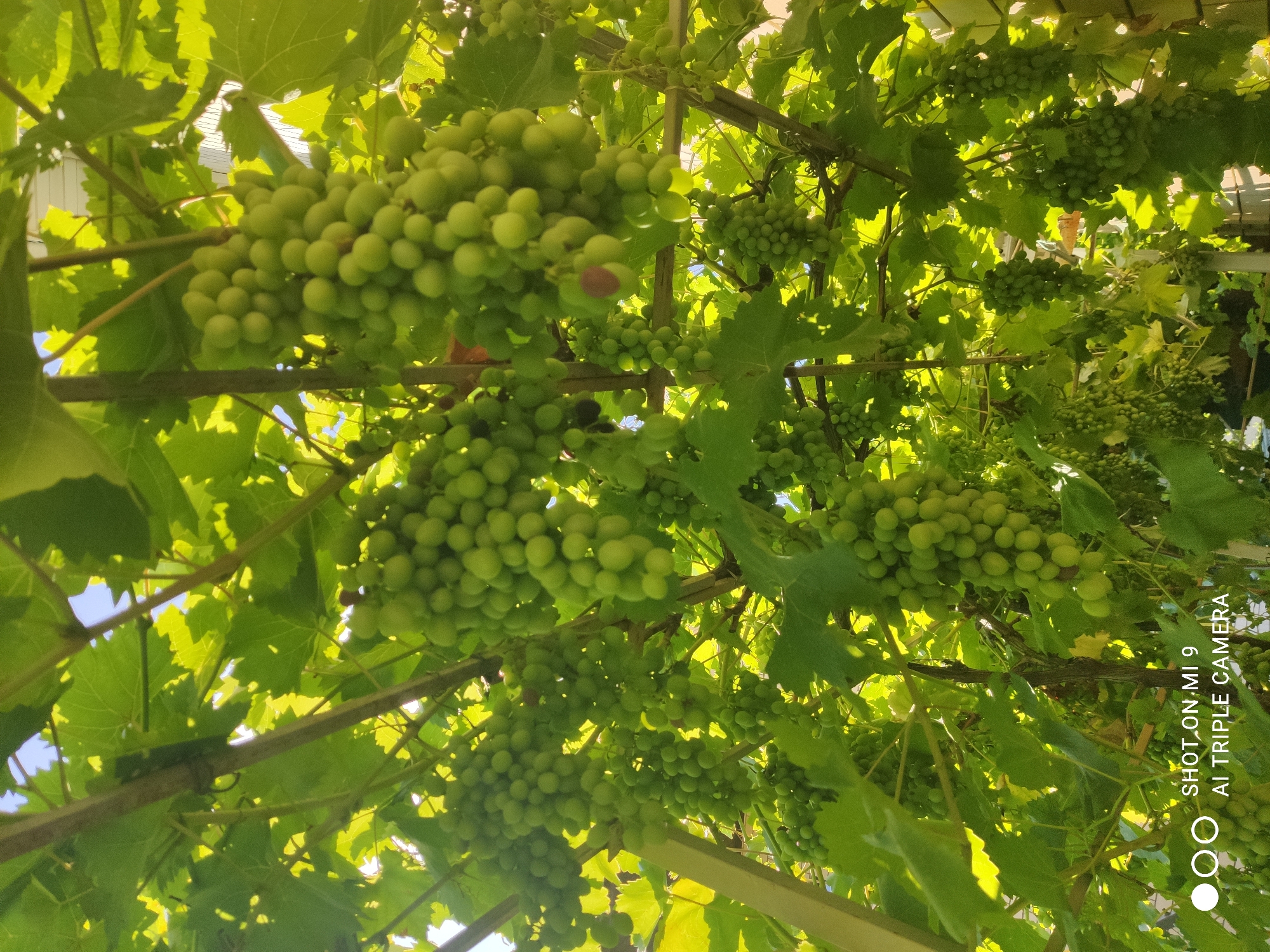 The image shows a close-up view of several bunches of green grapes hanging from a vine. The grapes are clustered together and appear to be ripe or nearly ripe. The vine is supported by a wooden structure, with leafy branches and sunlight filtering through the leaves, creating a dappled effect. The background is out of focus but suggests an outdoor environment, possibly a garden or vineyard. The lower left corner of the image contains a watermark with the text "SHOT ON MI 9 AI TRIPLE CAMERA". The scene depicts natural growth and abundance. There is no indication of the city of Anapskaya, Russia, in the image itself.