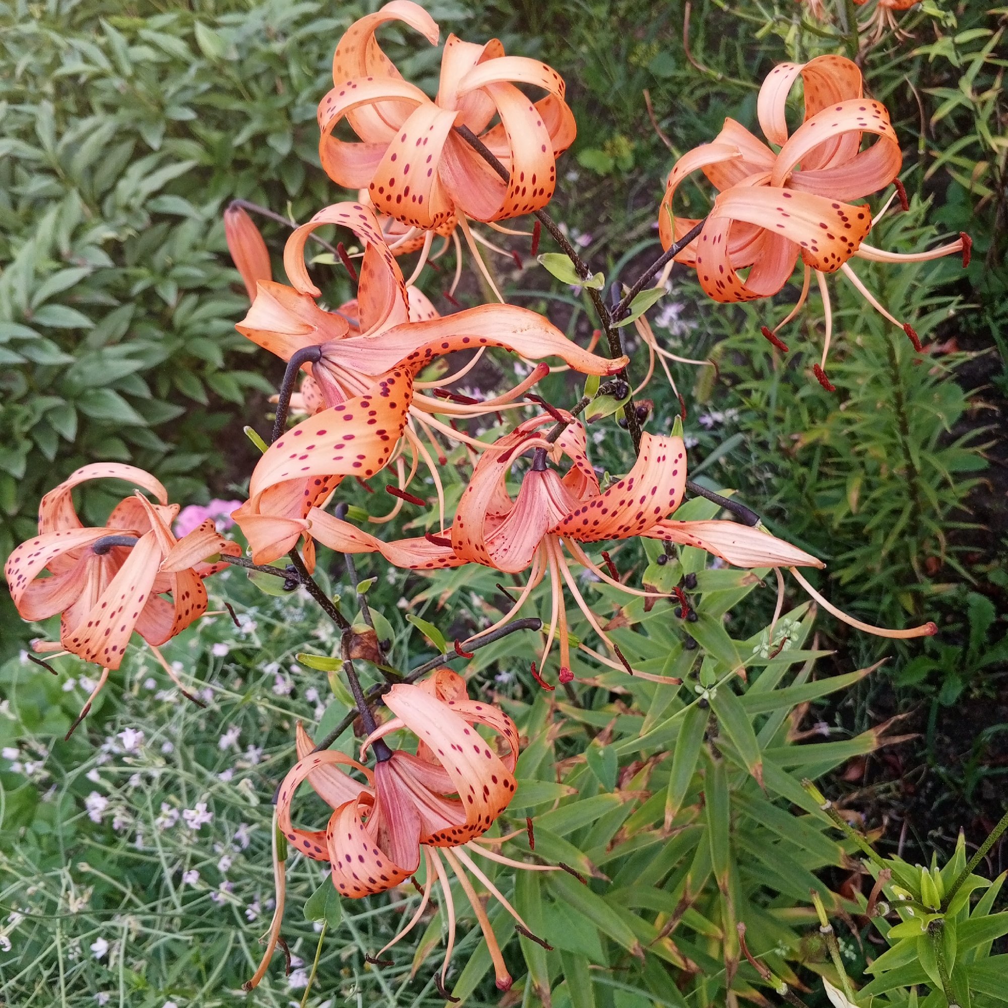 This is a close-up, eye-level, outdoor photograph of several orange tiger lilies with dark brown spots, blooming in a garden. The flowers are the primary focus, with their recurved petals and prominent stamens. The background consists of lush green foliage and some smaller, lighter-colored wildflowers. The lighting suggests it is daytime, with soft light creating some shadows. The location is Sayanogorsk, Russia, based on the prompt, though no specific landmarks or urban elements are visible in the image itself. The scene is still and natural, depicting a collection of blooming flowers.