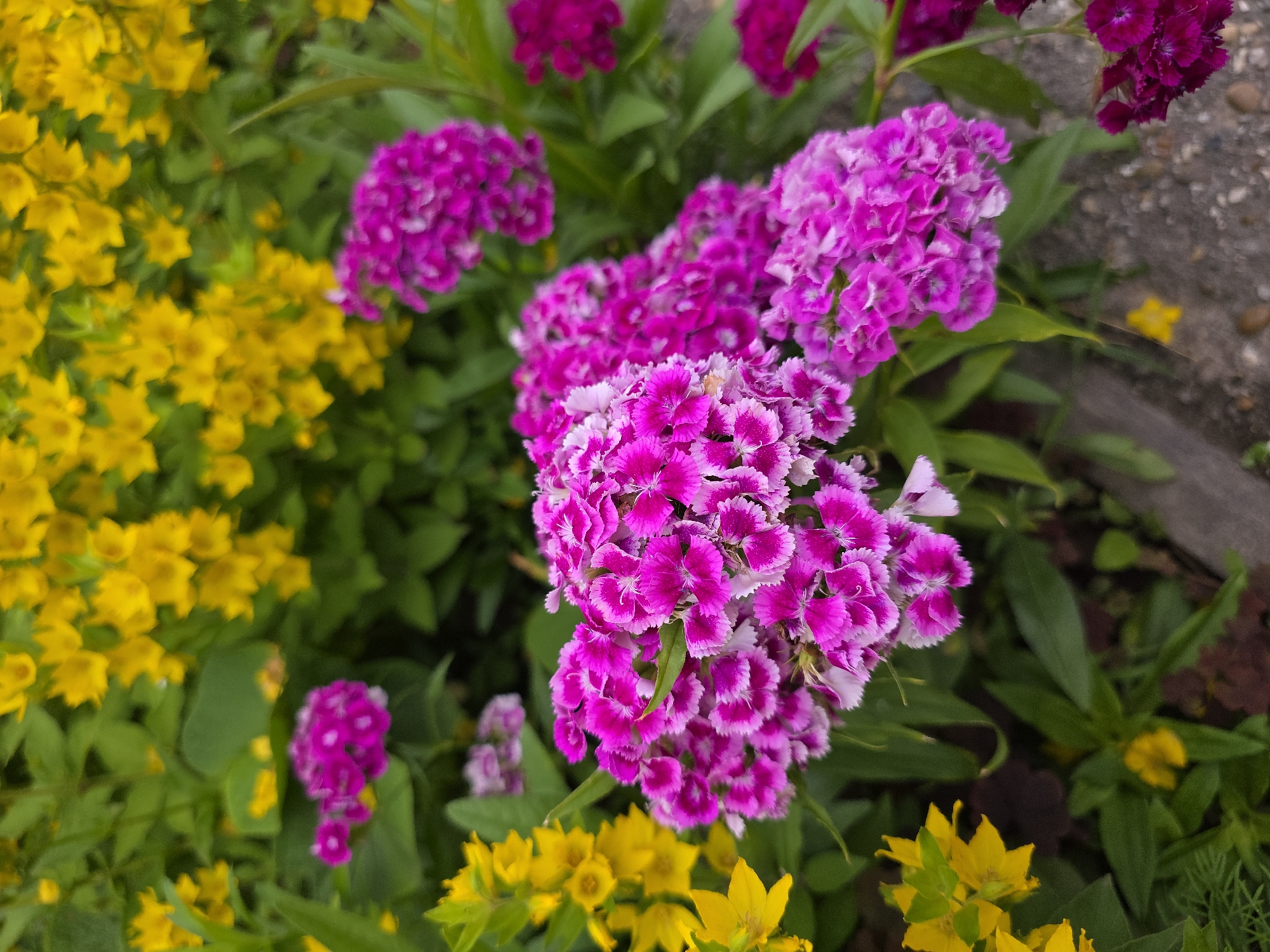 The image shows a close-up of a flowerbed in an outdoor setting. The foreground is dominated by clusters of bright pink dianthus flowers with white-edged petals. Behind these, in the mid-ground, are clusters of smaller, more intensely pink flowers. Further back and to the left, a profusion of small yellow flowers with five petals are visible, interspersed with green foliage. The background consists of more green leaves and out-of-focus yellow flowers, creating a soft, blurred effect. The ground beneath the flowers appears to be a mix of dark soil and gravel. The overall impression is one of a well-maintained garden or public planting, likely in a park or residential area. There are no people or animals present in the image. The scene does not contain any specific visual cues that would allow for identification of its location within Novocheboksarsk, Russia.