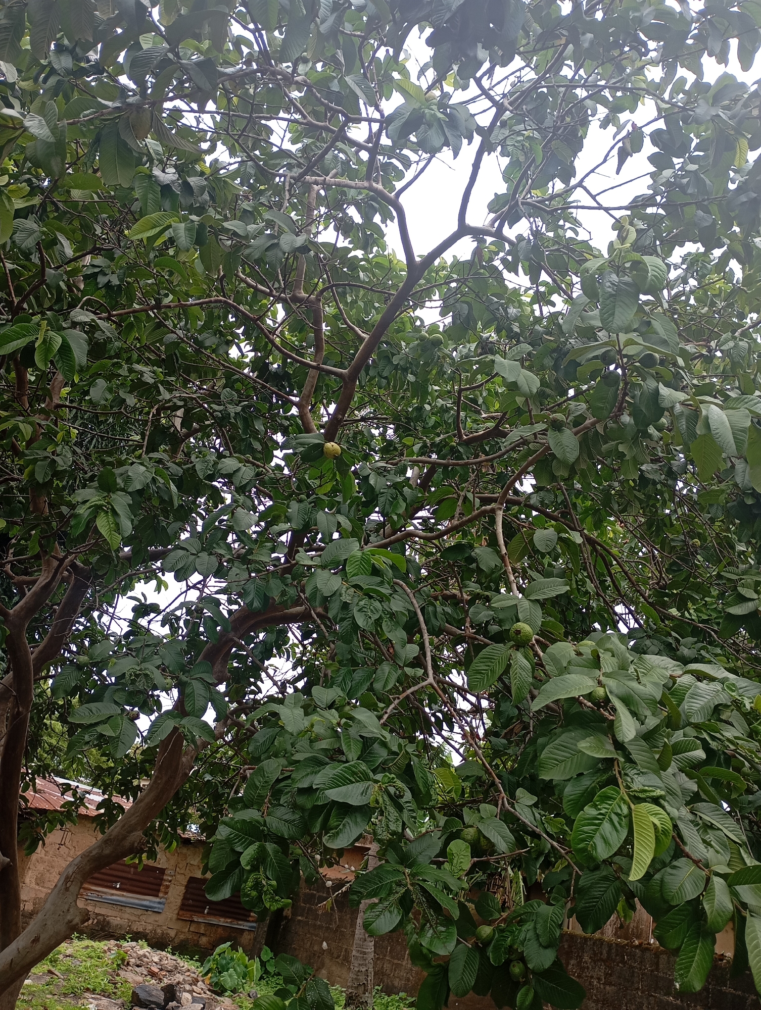The image depicts a dense canopy of a mature guava tree, heavily laden with green foliage and several immature guavas. The branches are a mixture of brown and grey, with some thicker trunks visible. The lighting suggests an overcast day. In the background, partially obscured by the tree, is a building constructed with light-colored bricks. Two windows on the building are covered with corrugated metal sheets. A low, grey stone wall runs along the base of the building. The ground in the foreground is covered with sparse green grass, stones, and debris. The overall scene appears to be an outdoor area within a residential or semi-rural setting. There are no people or animals visible in the image. The location is identified as New Stadium, Nigeria.